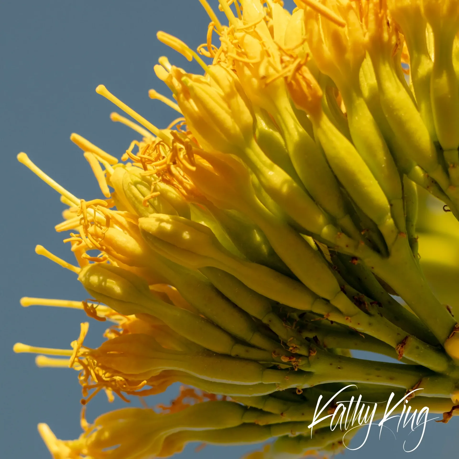 A dramatic close-up of bright golden-yellow agave flower stalks emerging in layered, architectural formations against a soft blue sky. The desert succulent's blooms display intricate tubular petals catching warm sunlight, creating a striking contrast between the vibrant yellow flowers and cool background tones.