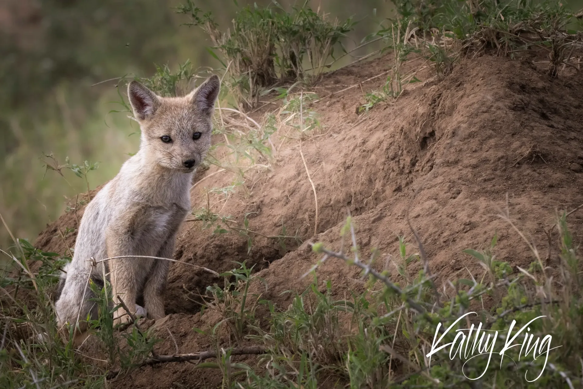A young fox kit sits alertly beside its earthen den entrance, surrounded by sparse vegetation and reddish soil typical of African savanna terrain. The kit's pale fur and pointed ears are illuminated by soft natural light as it gazes directly at the viewer with bright, inquisitive eyes.