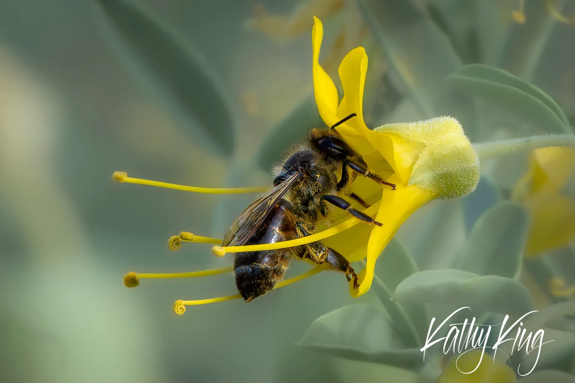A honeybee with pollen-dusted legs feeds on bright yellow wildflower stamens against a soft, blurred desert landscape background. The warm golden light illuminates the bee's fuzzy body and the delicate flower petals, creating an intimate macro view of desert pollination in action.