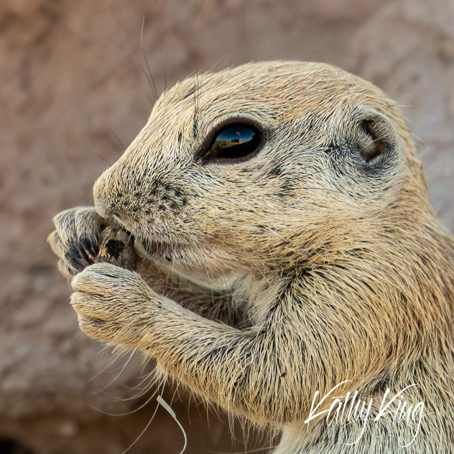 Close-up portrait of a round-tailed ground squirrel with striking blue eyes, holding its small paws near its mouth in a natural feeding pose. The rodent's sandy-colored fur and alert expression are captured in soft natural lighting against a blurred desert background, showcasing the delicate details of this California desert inhabitant.