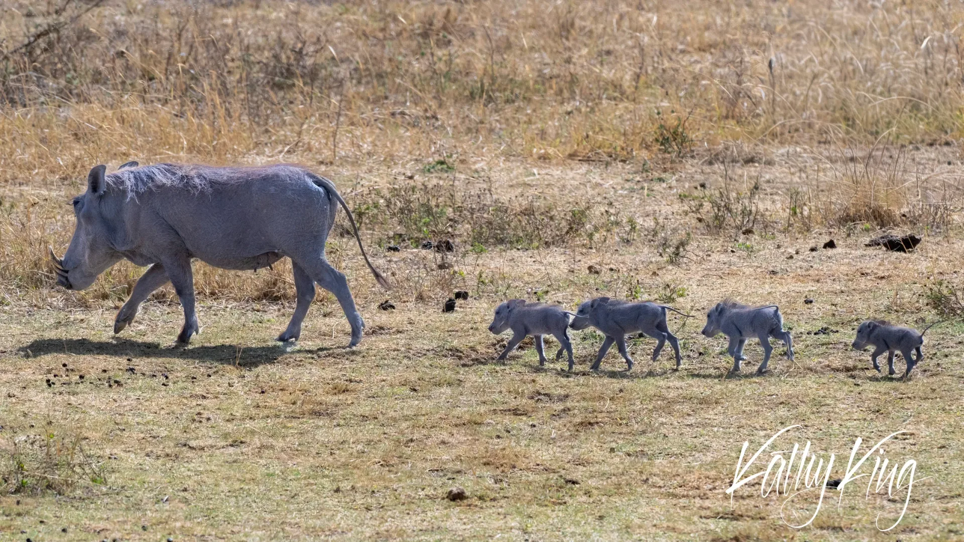 A warthog sow leads her four piglets in single file across the golden savanna grassland of Africa. The family moves purposefully through the dry landscape under natural daylight, with the mother maintaining a protective watch over her young offspring as they traverse the open terrain.
