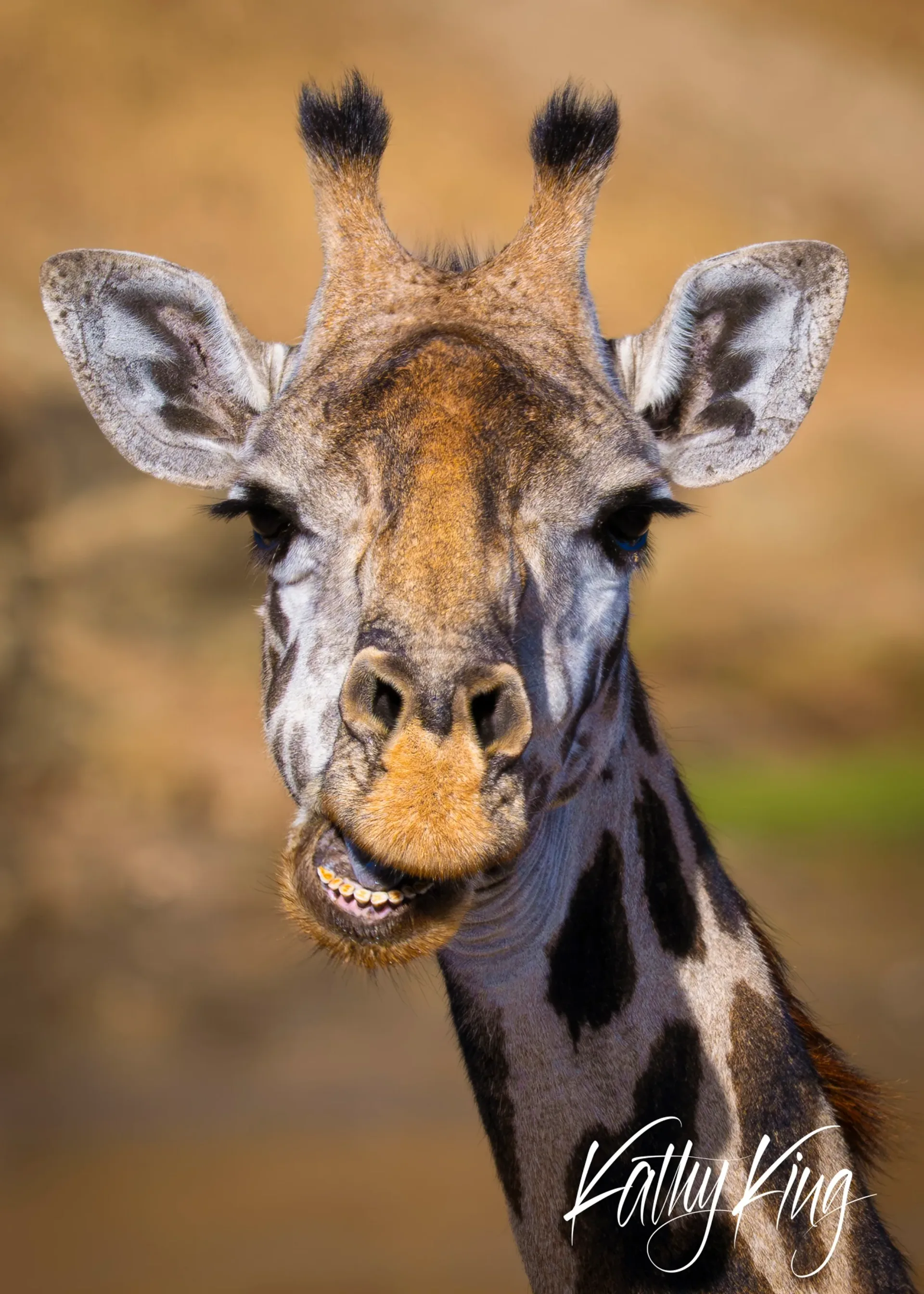 A close-up portrait of a giraffe with its mouth open in what appears to be a cheerful expression, showing its teeth and pink tongue against a warm, golden-toned African savanna background. The giraffe's distinctive spotted pattern and small horns are clearly visible in the intimate composition.
