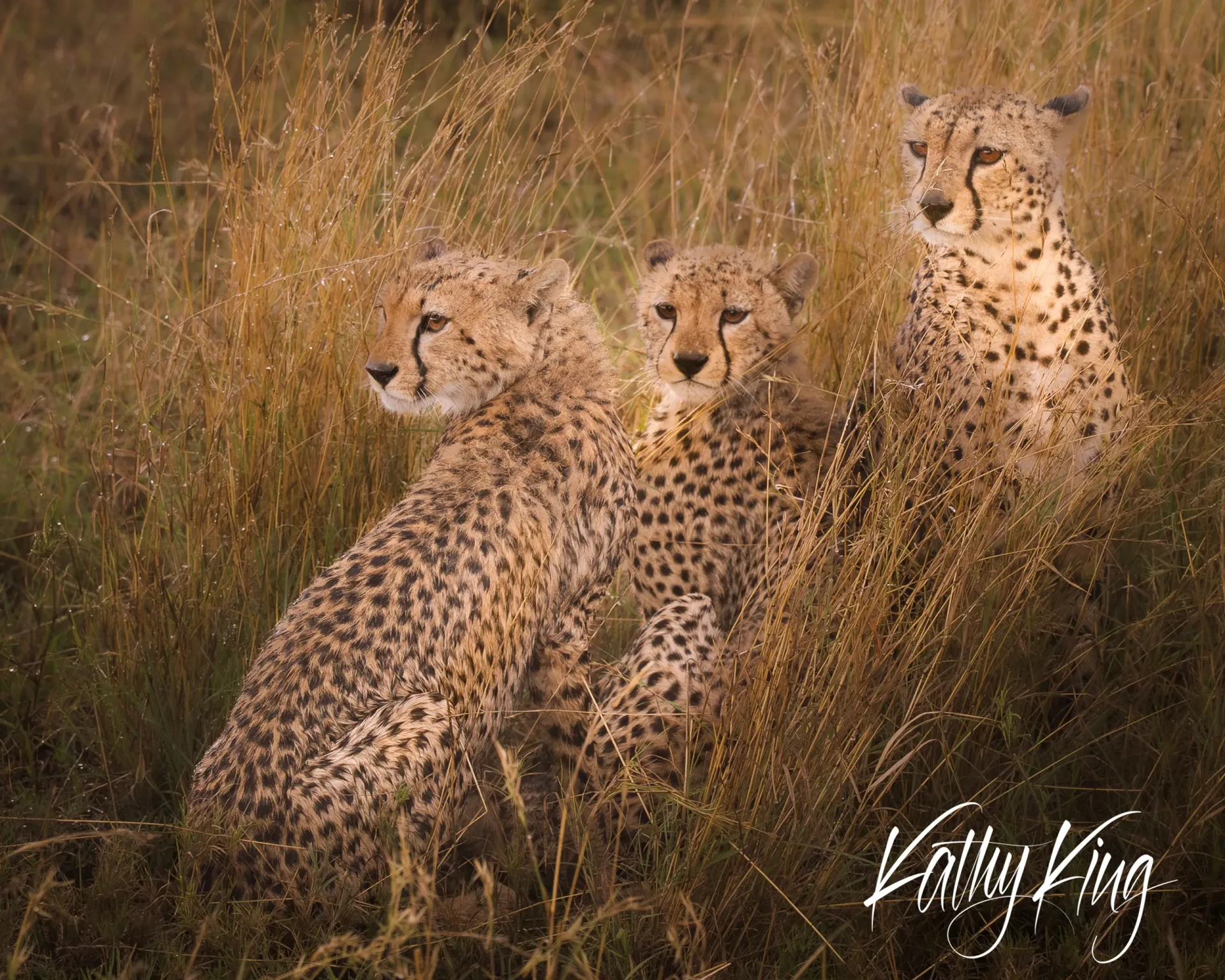 Three cheetahs sit alert among tall golden grasses in African savanna, their distinctive spotted coats illuminated by warm natural light. The big cats display their characteristic lean builds and tear-marked faces while maintaining a watchful pose in their grassland habitat.
