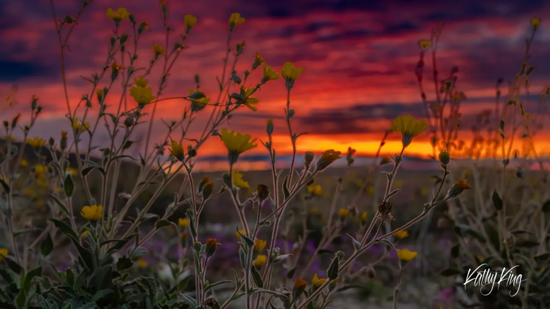 Delicate yellow wildflowers and native desert plants silhouetted against a dramatic sunset sky painted in vibrant oranges, purples, and magentas. The foreground vegetation creates an intimate natural frame while the expansive desert landscape stretches toward the colorful horizon, capturing the serene beauty of the California desert at golden hour.