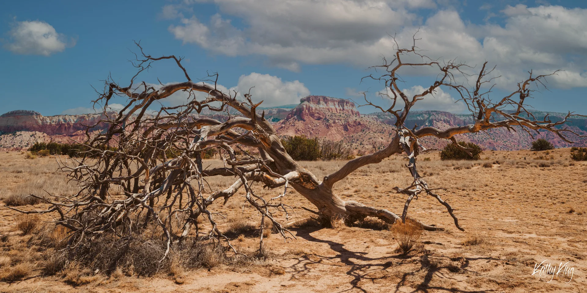 A sprawling, twisted dead juniper tree lies dramatically across cracked red sandy soil in the American Southwest, its gnarled bare branches reaching across the frame like skeletal arms, with colorful sandstone buttes and mesas rising beneath a partly cloudy blue sky in the distant background.