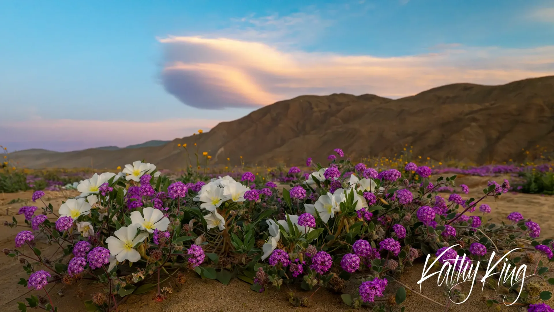 Purple sand verbena and white dune evening primrose bloom in colorful clusters across desert terrain as dramatic twilight clouds streak across the sky above rolling hills. The soft pastel lighting of golden hour illuminates this vibrant wildflower display in what appears to be the California desert during peak blooming season.