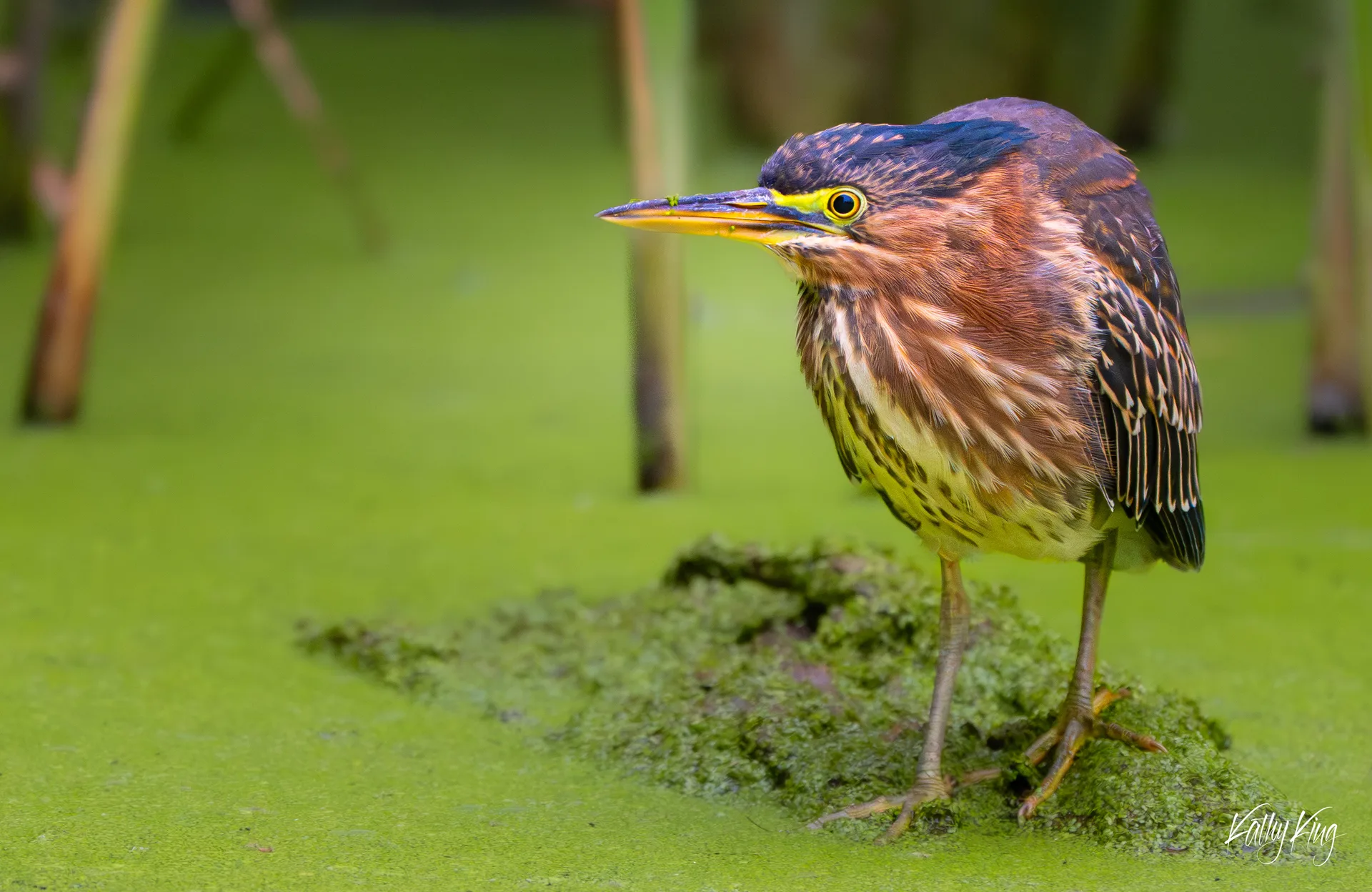 A Green Heron (Butorides virescens) stands alert on a mat of aquatic duckweed, its rich chestnut and iridescent dark-green plumage contrasting against a soft-focus emerald background, as the compact wading bird extends its neck in a focused, predatory stance suggesting an imminent strike.