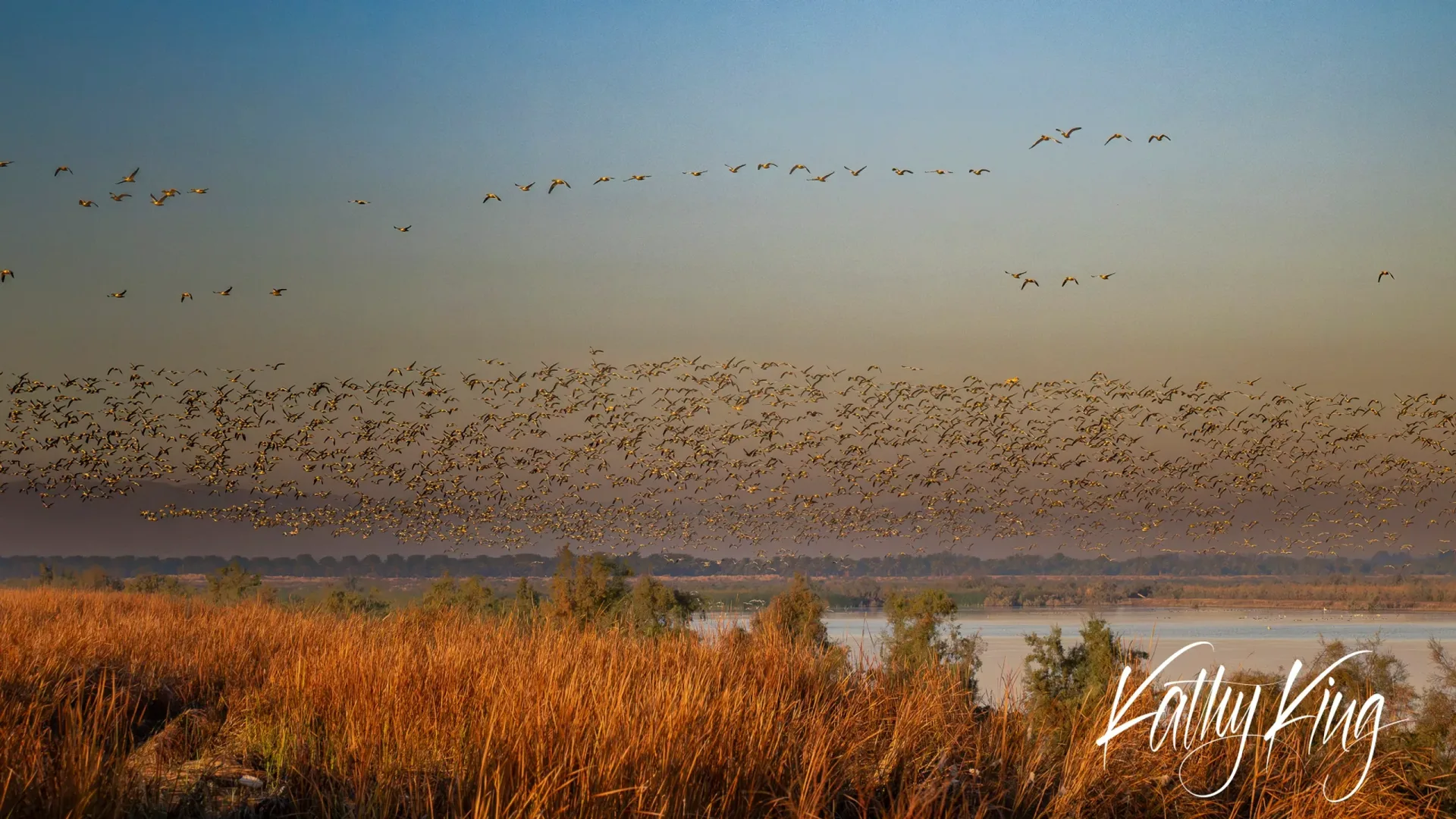 Thousands of waterfowl create dramatic formations against a golden dawn sky as they migrate over desert wetlands, with dense flocks both in flight and gathered along the marshy shoreline. The soft morning light illuminates the reedy foreground and distant mountains, capturing the spectacular scale of this seasonal wildlife phenomenon.