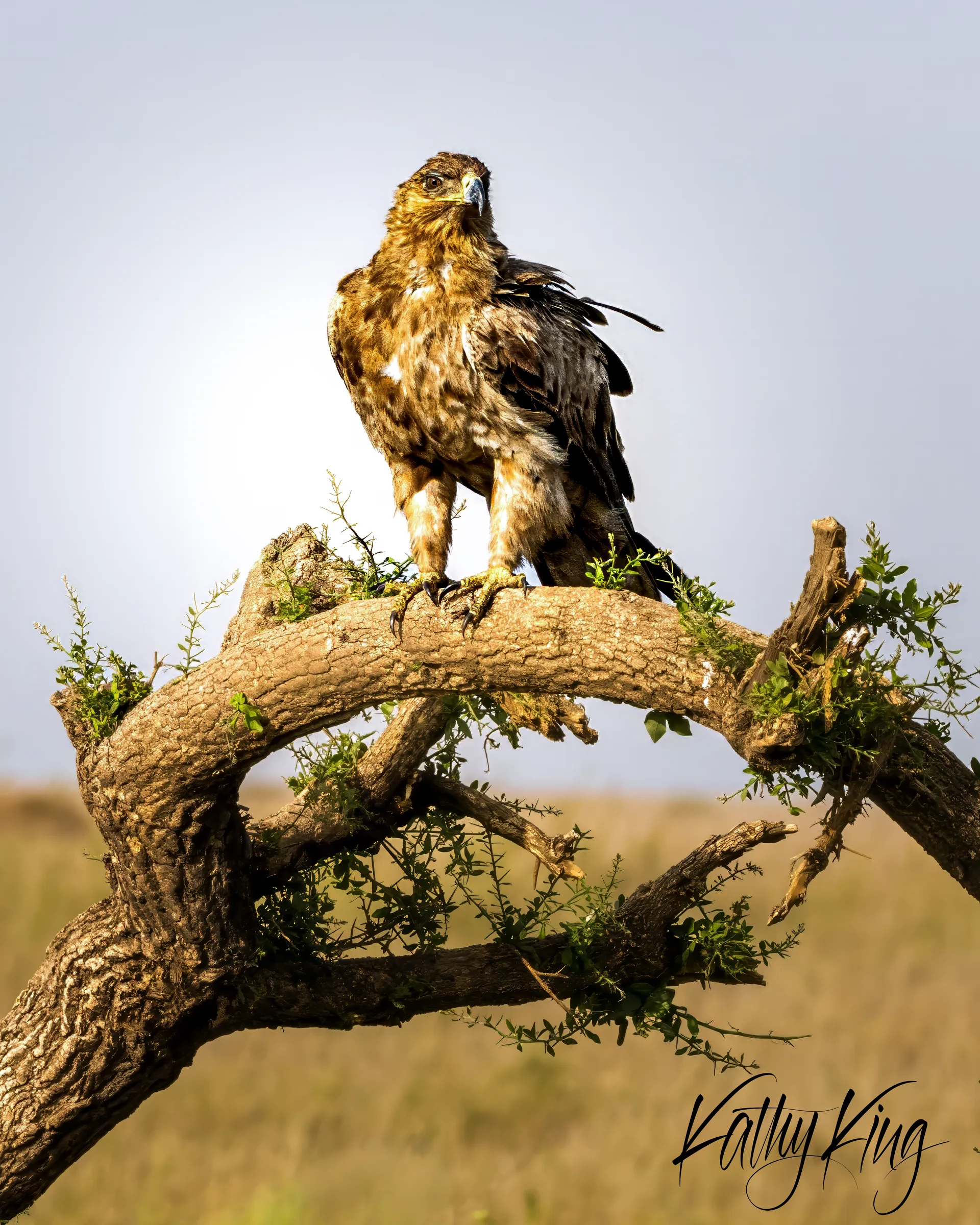 A majestic African hawk eagle stands regally on gnarled acacia branches, its golden-brown plumage catching the warm light against an overcast sky. The powerful raptor surveys the savanna landscape from its commanding perch, embodying the wild spirit of Africa's wilderness.