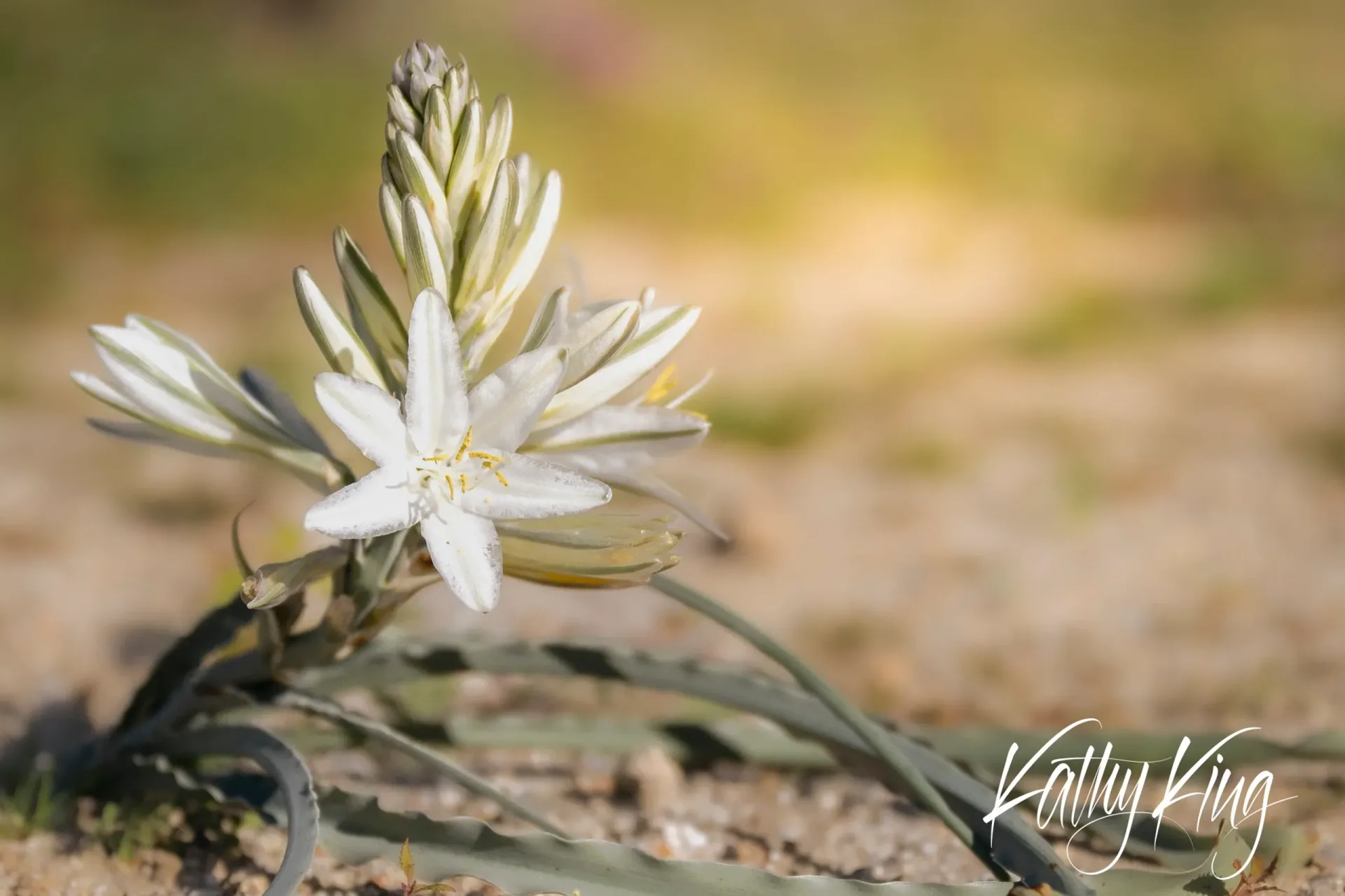 A delicate white desert lily blooms in soft golden light against a blurred natural background, its star-shaped petals and elongated buds creating an elegant vertical composition. The flower emerges from green foliage growing close to sandy ground, capturing the resilient beauty of desert wildflowers in their harsh environment.
