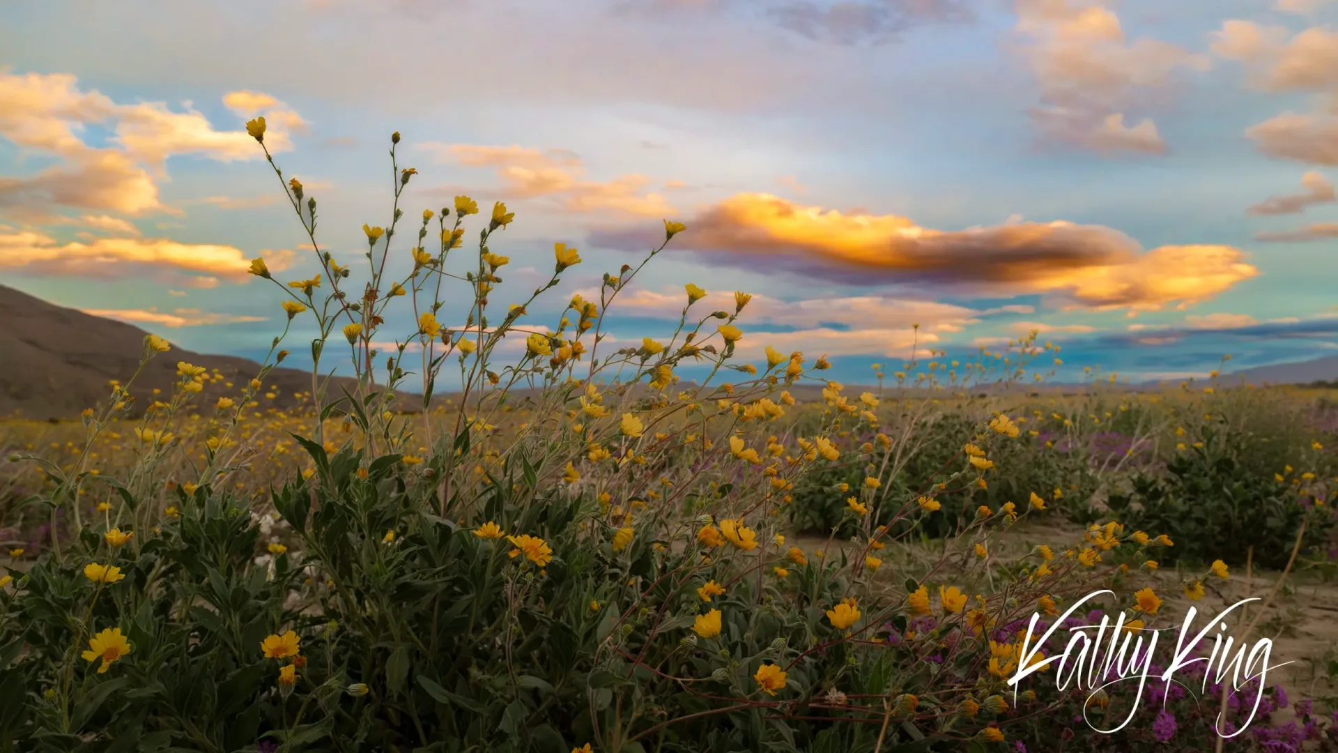 Yellow desert wildflowers bloom in the foreground against a dramatic sunset sky with golden and purple clouds over mountainous desert terrain. The warm evening light illuminates the delicate blooms and sparse vegetation typical of the California desert landscape.