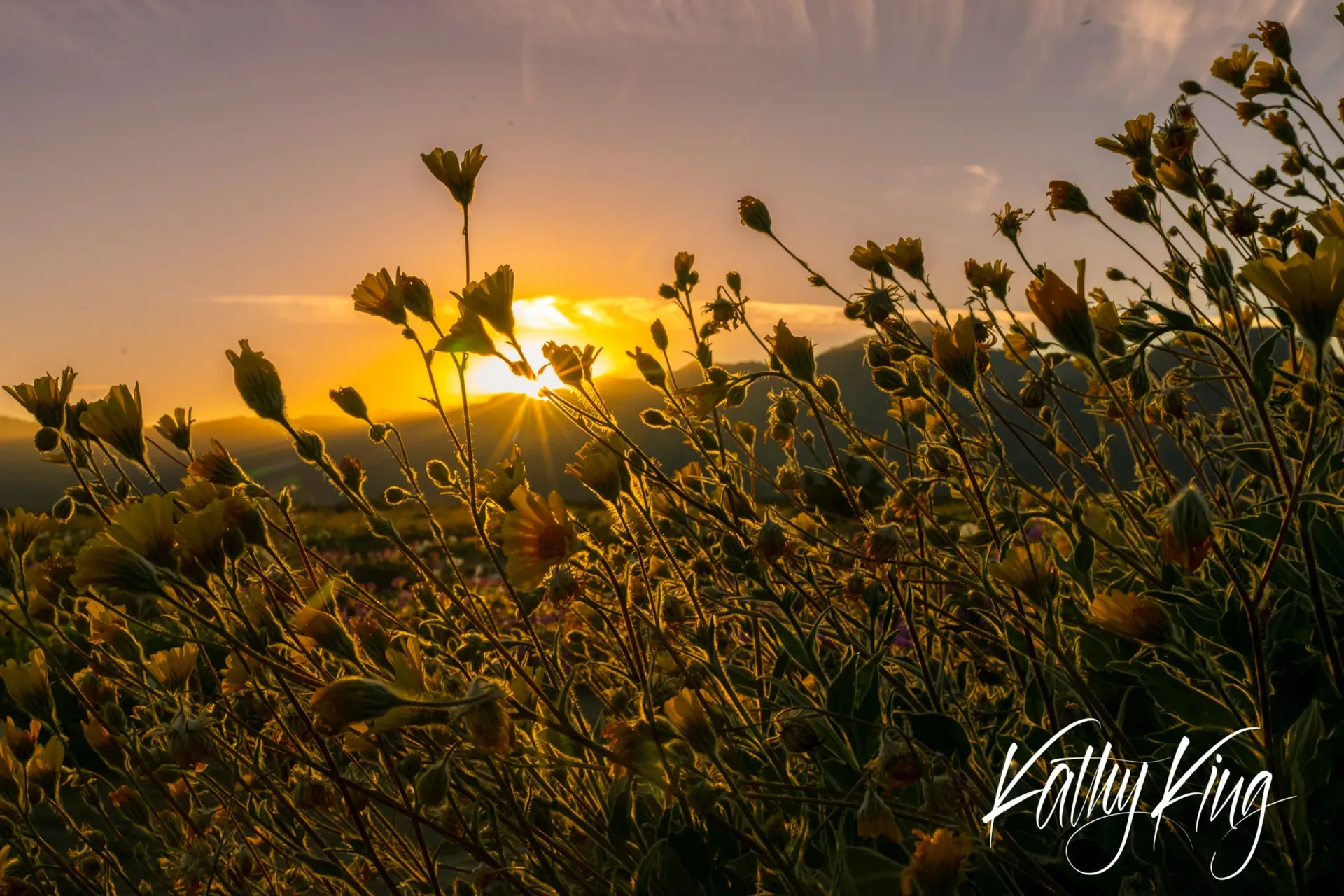 Delicate desert wildflowers and native plants silhouetted against a brilliant golden sunset, their stems and buds reaching upward as warm light filters through the vegetation. The image captures the serene beauty of the California desert during the magical golden hour, with layers of distant mountains visible through the atmospheric haze.
