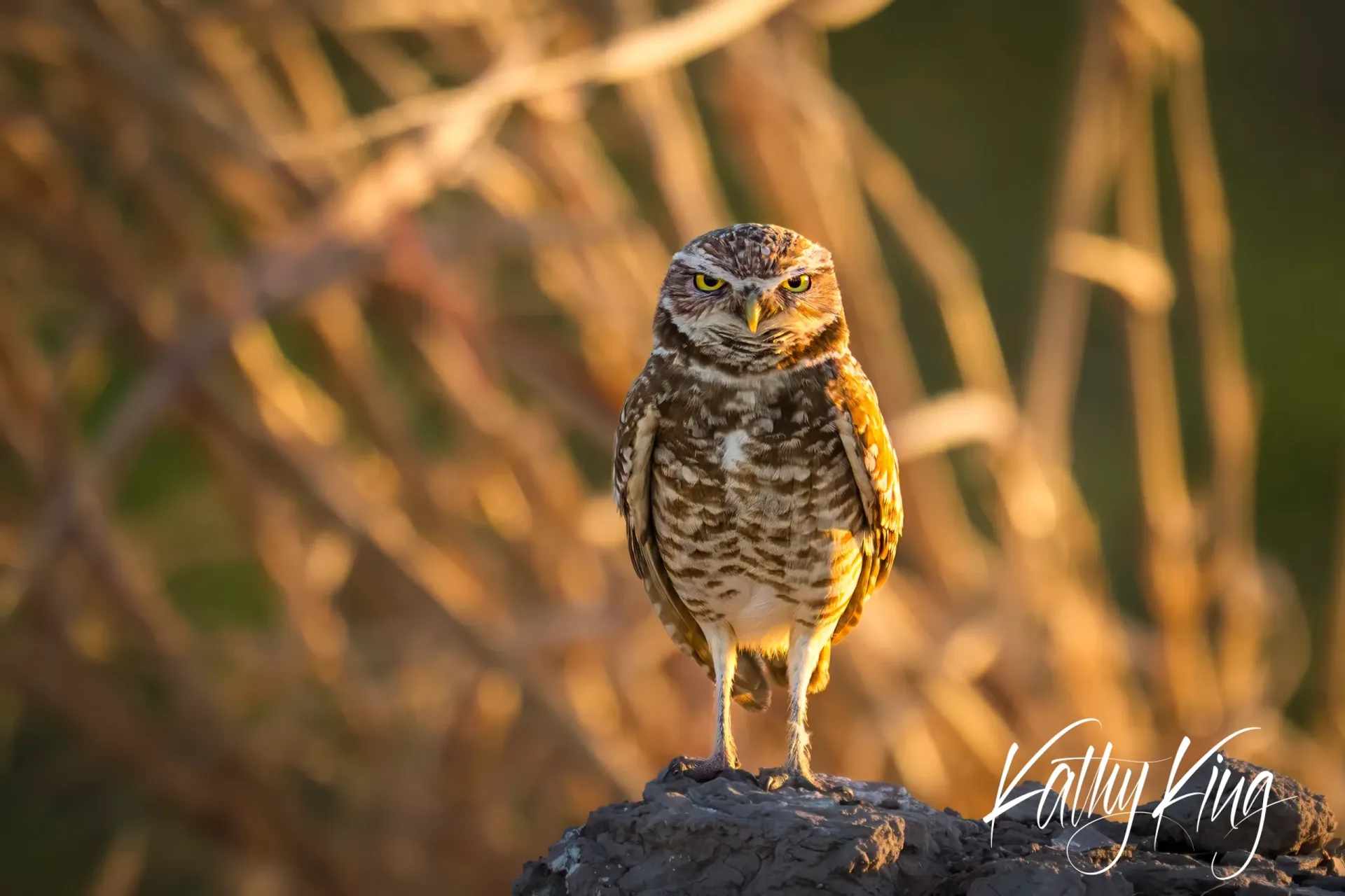 A burrowing owl perches alertly on a weathered rock during golden hour, its brown and white speckled plumage illuminated by warm sunlight. The small raptor stands against a softly blurred background of dried desert grasses, creating an intimate wildlife portrait in its natural California desert habitat.