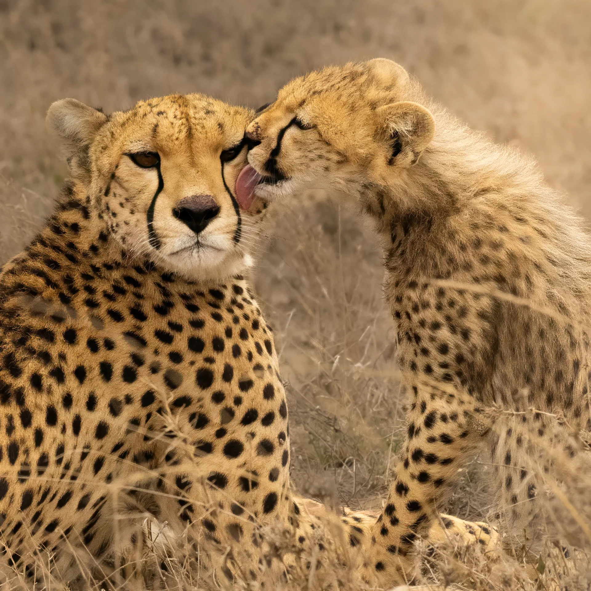 Two cheetahs display intimate affection as one gently licks the other's face in golden savanna grasslands. The spotted big cats are photographed in soft natural lighting against a warm, blurred background of dry African plains vegetation.