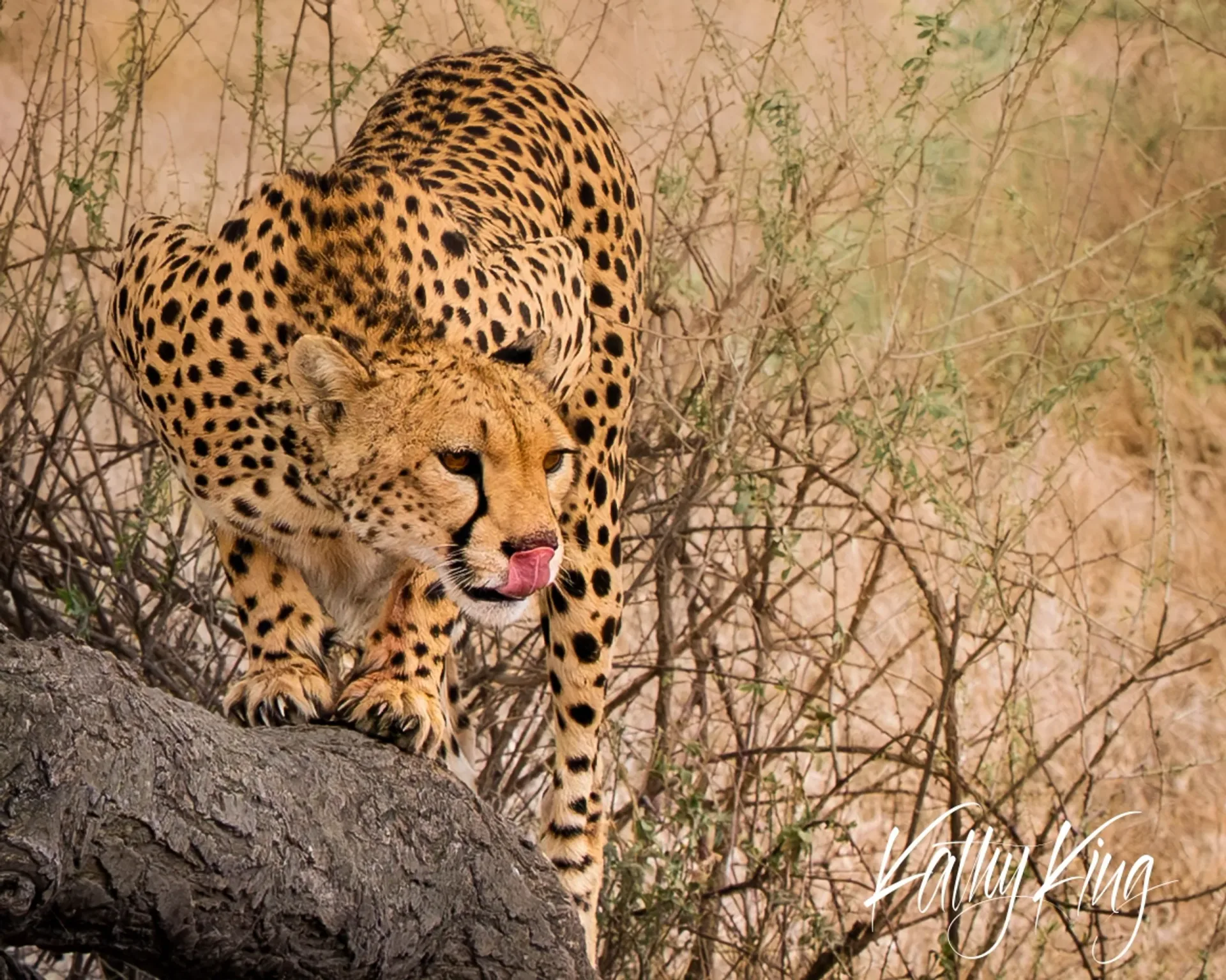 A cheetah with its distinctive spotted coat carefully navigates down a rocky outcrop through thorny scrubland, its pink tongue visible as it concentrates on the terrain. The golden-brown African savanna landscape creates a natural backdrop, highlighting the big cat's graceful movement and intense focus during its cautious descent.