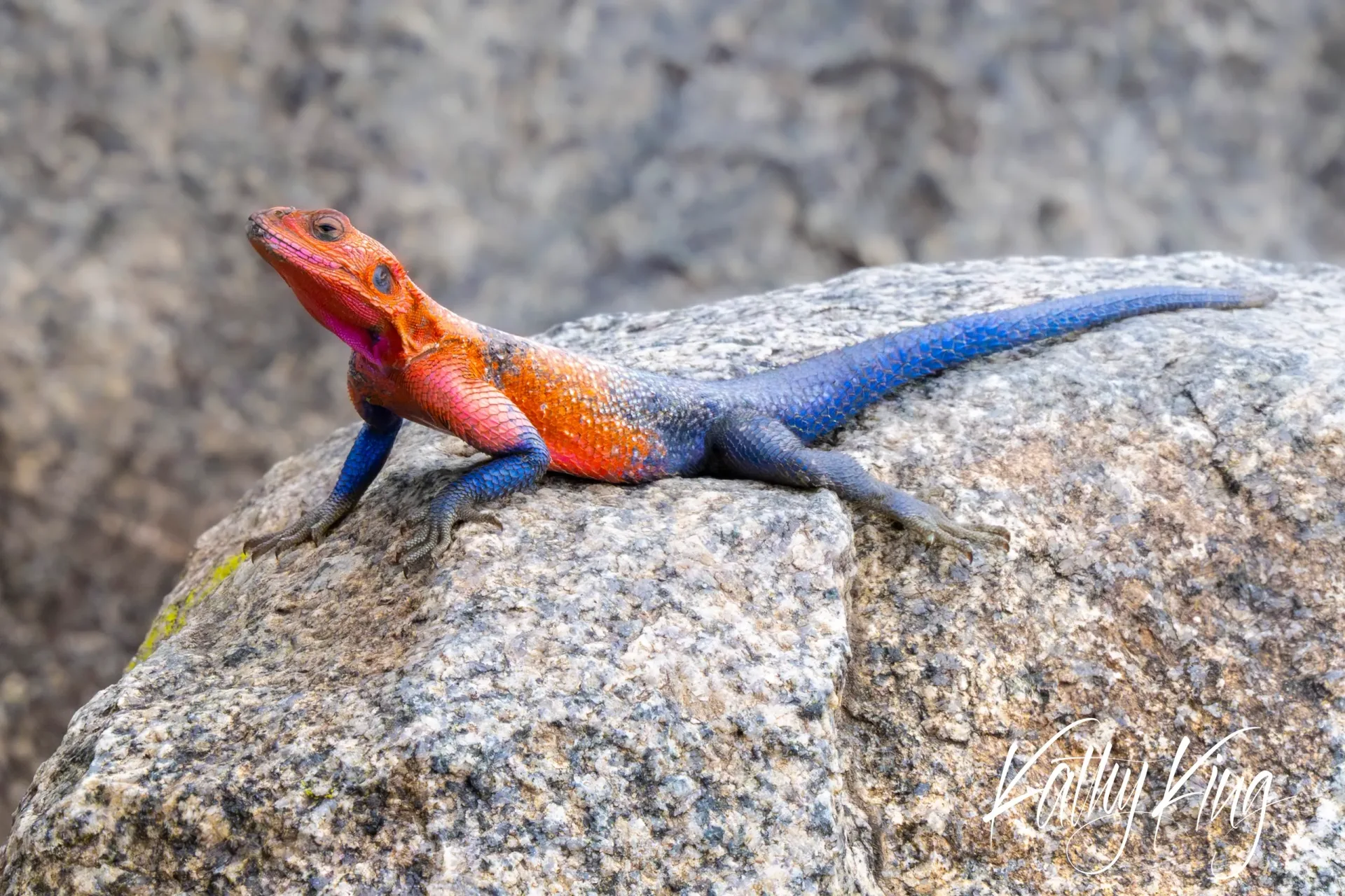 A vibrant red-headed rock agama lizard displays its brilliant orange and blue coloration while perched on a weathered granite boulder in an African landscape. The reptile's striking breeding colors create a dramatic contrast against the mottled gray stone surface.