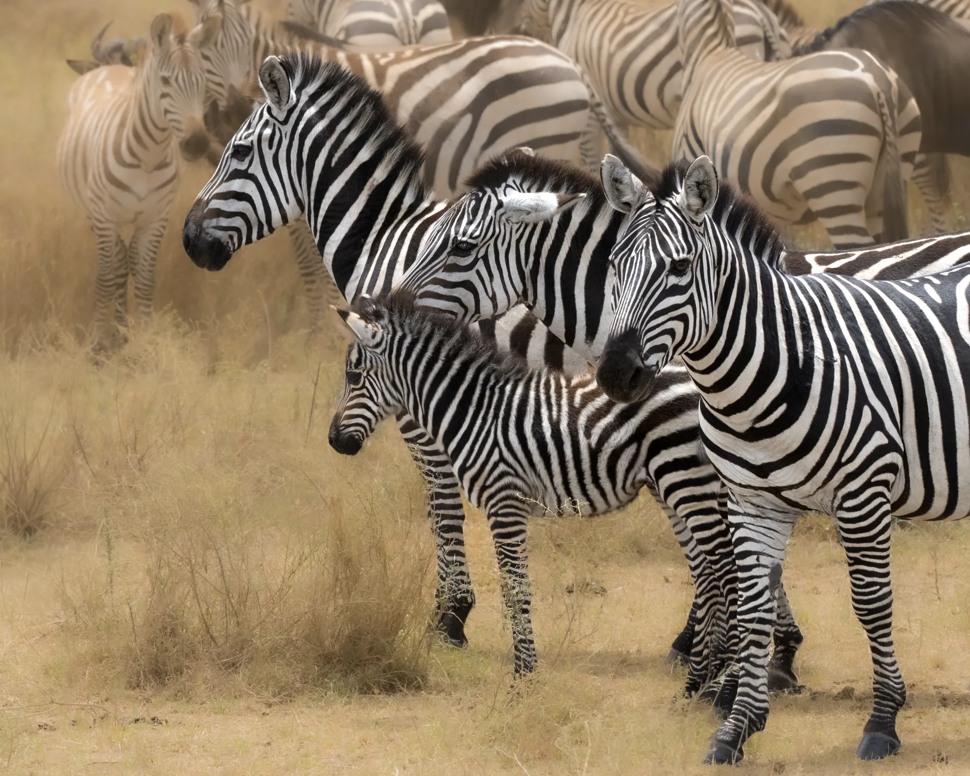 A zebra mare nuzzles her young foal while surrounded by their herd on the dusty African savanna. The intimate moment between mother and offspring is captured amid swirling dust clouds, with the distinctive black and white striped patterns of the zebras creating striking contrast against the golden-brown landscape.