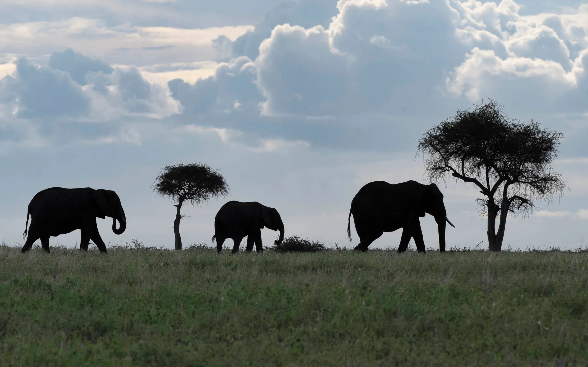 Three African Elephants move in single file across the savanna grasslands, their dark silhouettes contrasting against a dramatic cloudy sky at dusk. Scattered acacia trees dot the horizon of what appears to be the East African plains, creating a classic safari scene with soft, golden lighting.