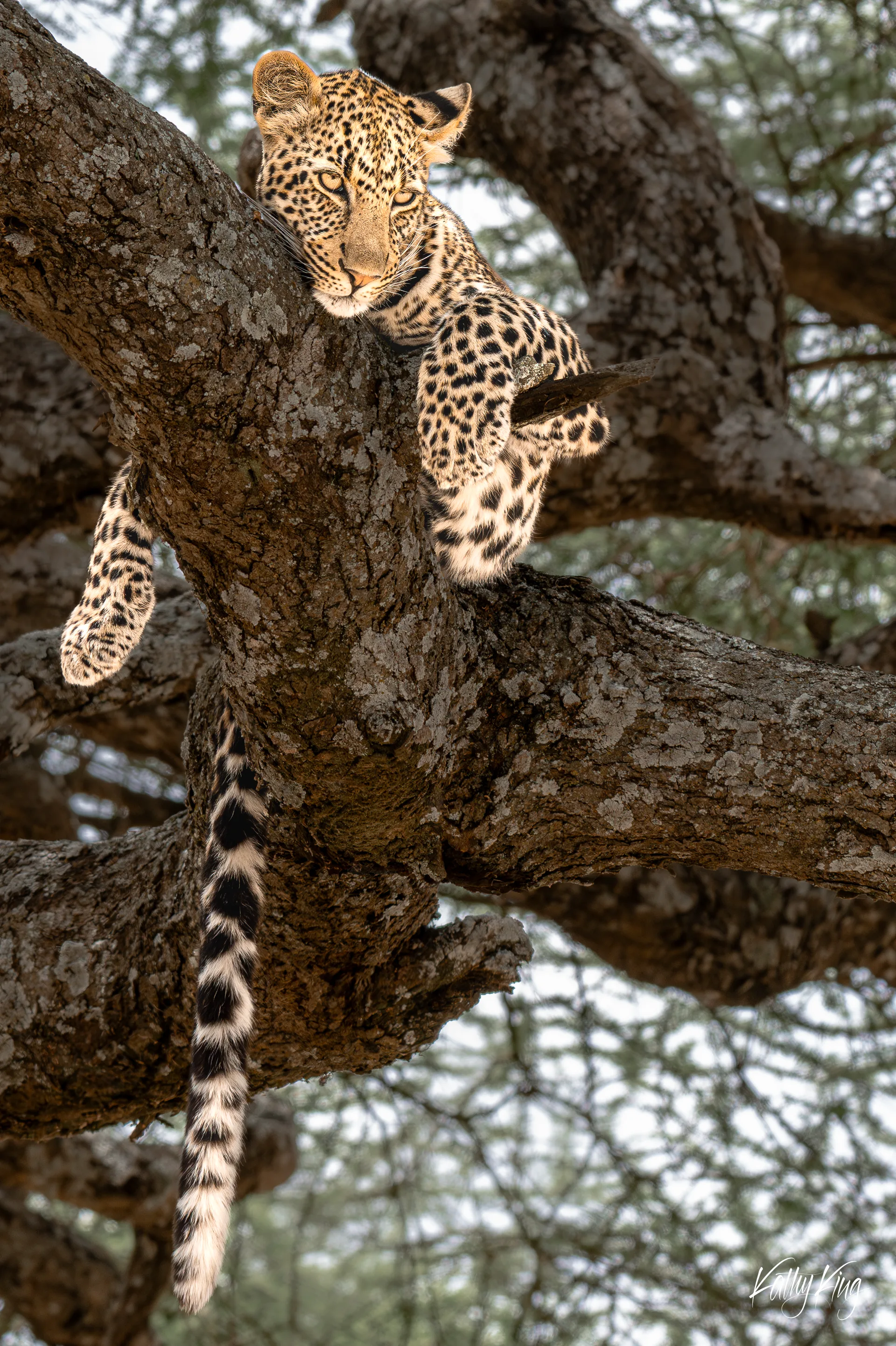 A young leopard drapes itself languidly across the thick, lichen-covered branches of an acacia tree, its spotted coat illuminated by warm golden sidelight as it fixes an intense amber-eyed gaze downward, its boldly ringed tail hanging freely below. This classic leopard behavior of resting high in trees is characteristic of the East African savanna, likely in Tanzania's Serengeti ecosystem.