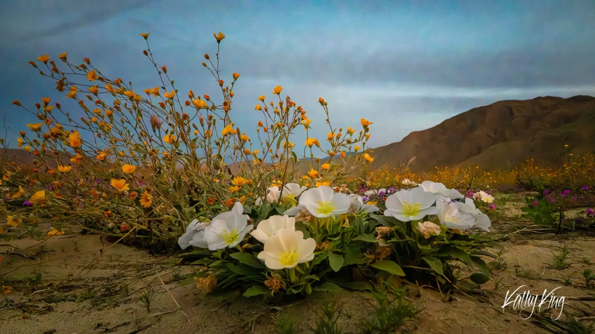 Large white evening primrose flowers bloom in the foreground of an arid desert landscape, with golden wildflowers scattered across rolling hills under a moody sky. The delicate four-petaled primrose blossoms create a striking contrast against the harsh desert terrain and muted earth tones of the mountainous background.