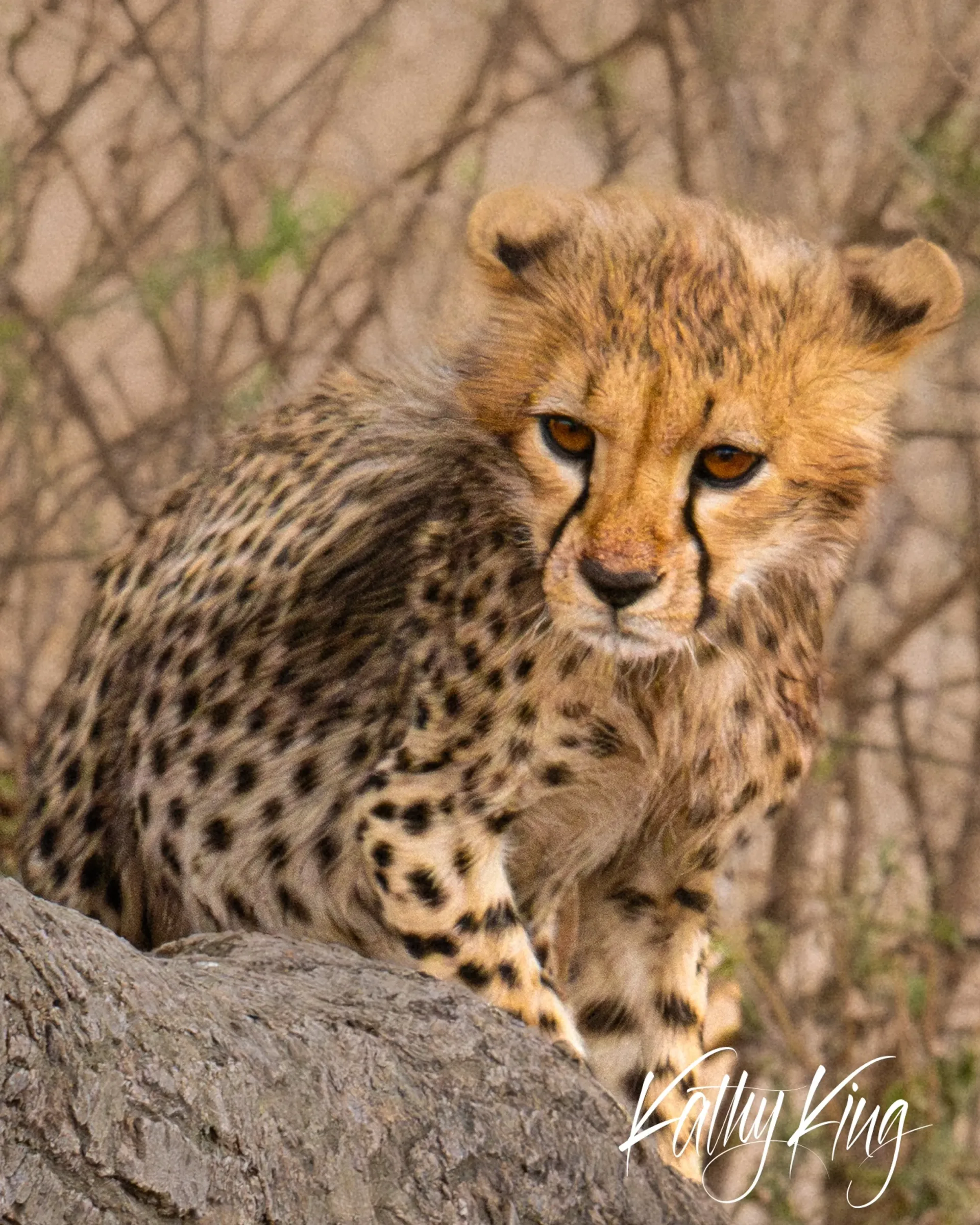 A young cheetah cub sits alert on a fallen log, its distinctive spotted coat and characteristic black tear marks clearly visible as it gazes intently forward. The golden-brown fur and amber eyes are beautifully lit against the soft, blurred background of African savanna vegetation.