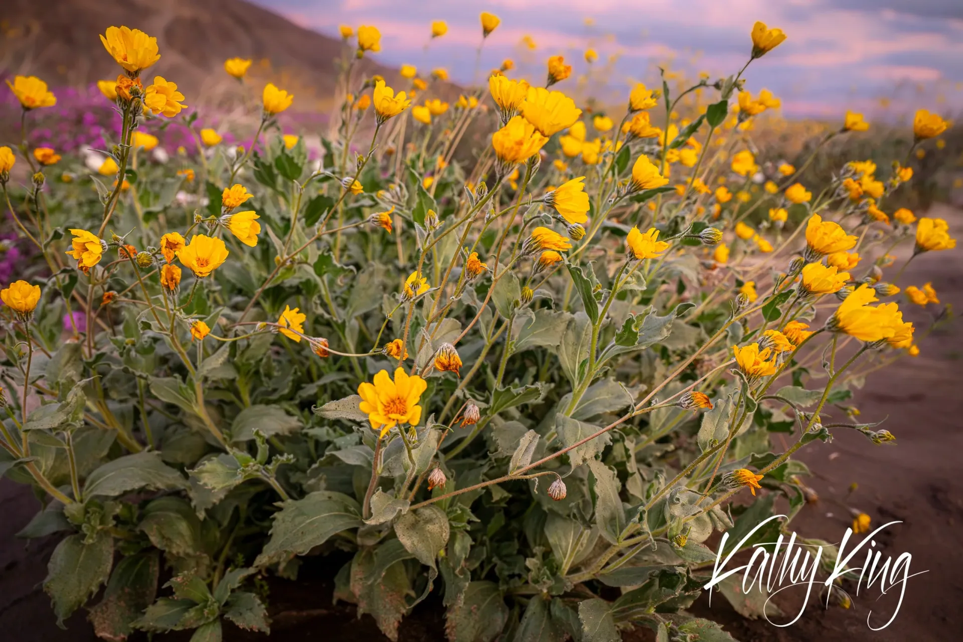 Vibrant yellow desert wildflowers, likely California poppies or desert marigolds, bloom abundantly in the foreground against a soft purple and pink sunset sky. The warm golden hour light illuminates the delicate petals and green foliage, creating a serene desert spring scene with mountains visible in the distant background.