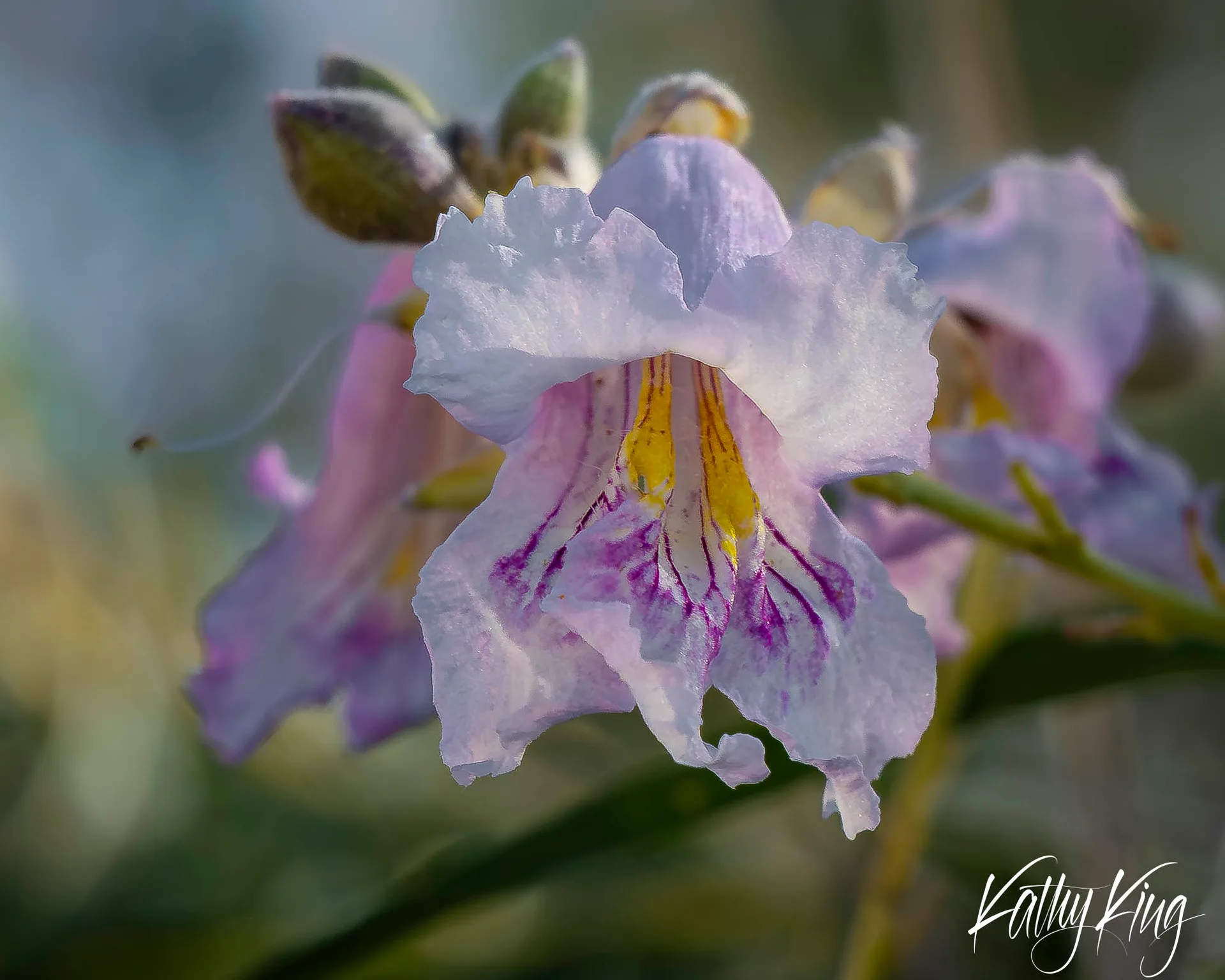 A close-up of a delicate Desert Willow (Chilopsis linearis) flower reveals ruffled white and lavender petals with striking purple streaks and vivid yellow stamens at its center, while soft bokeh renders the background in muted blue-green tones, emphasizing the bloom's intricate markings in warm directional light.