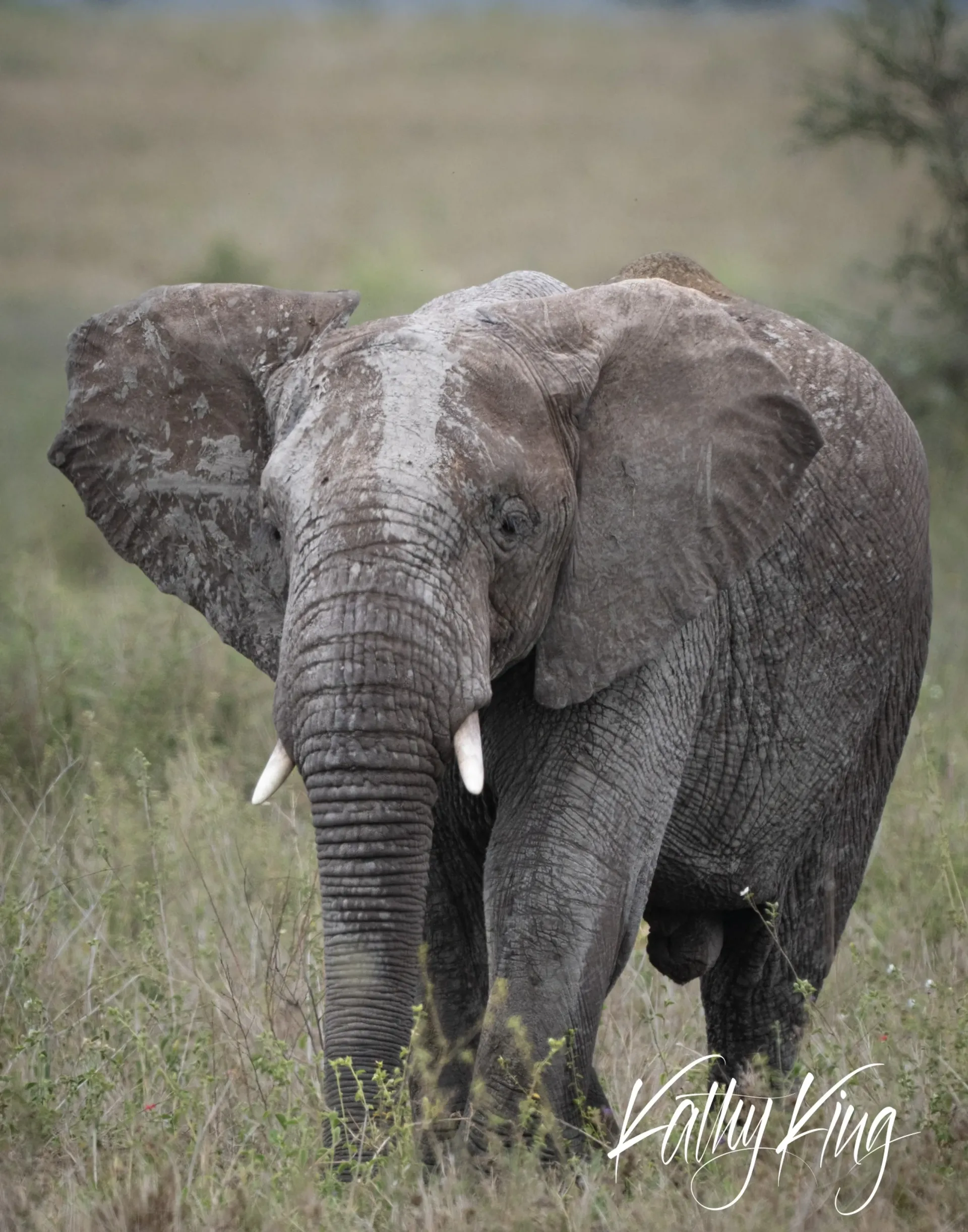 An African elephant strides through golden grassland with ears spread wide, displaying weathered gray skin marked by dust and time. The majestic animal moves across the savanna under soft natural lighting, embodying the raw beauty of African wildlife in their natural habitat.