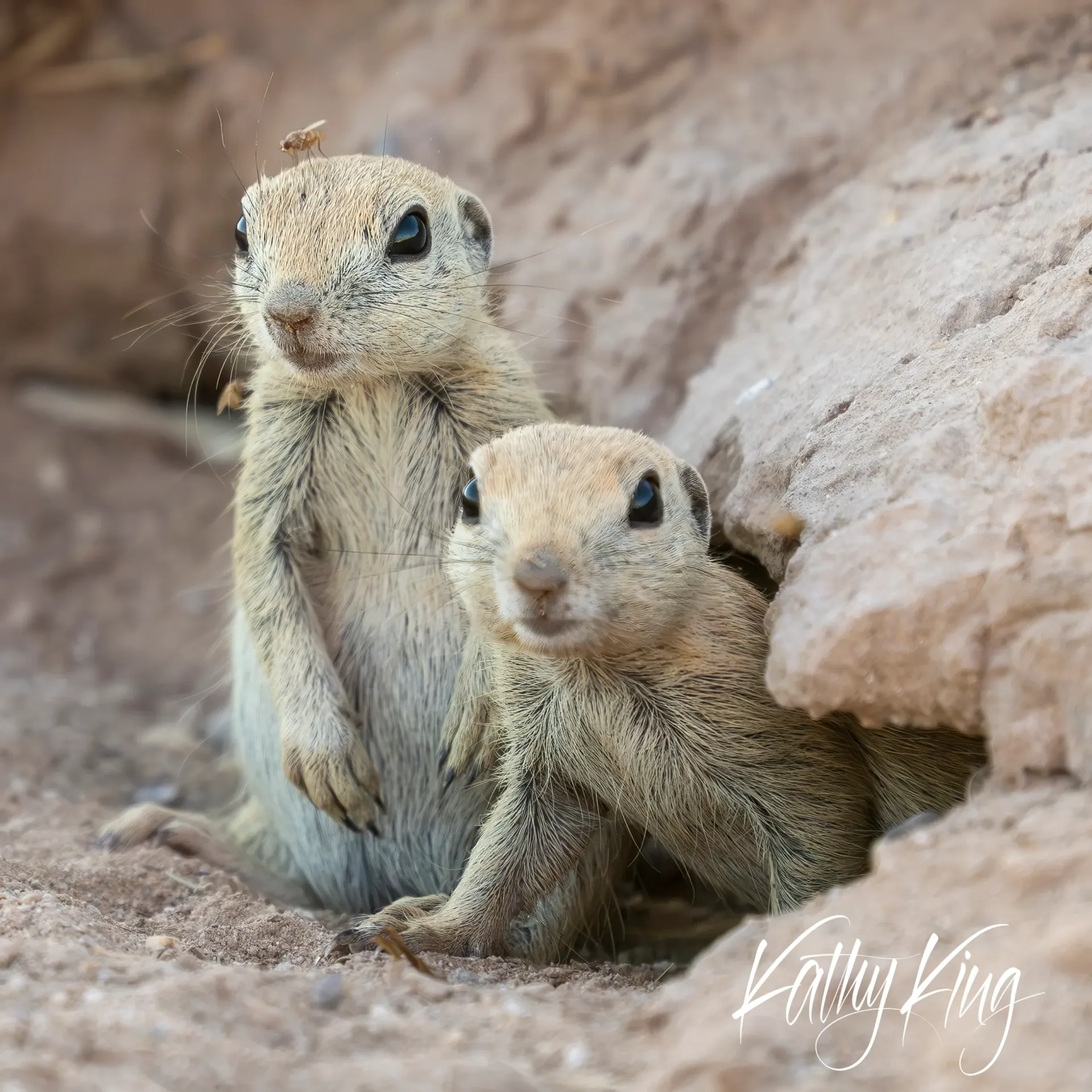 Two round-eared ground squirrels sit close together on sandy desert terrain against weathered sandstone rock formations. The pair display alert expressions with bright dark eyes, their tan and cream fur catching soft natural light in what appears to be their arid southwestern habitat.