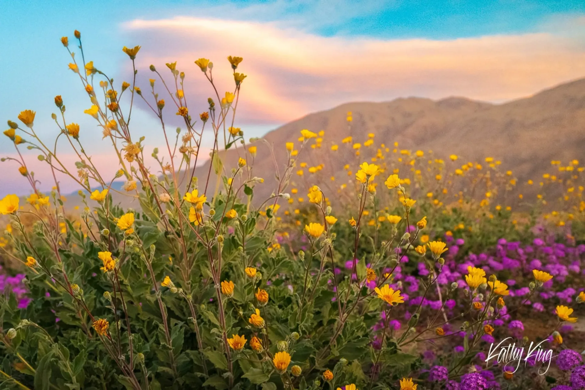 Golden desert sunflowers and purple wildflowers bloom across rolling hills in the California desert during golden hour. The warm sunset light illuminates the mountain landscape, creating a dreamy atmosphere with soft clouds in the sky above the wildflower meadow.