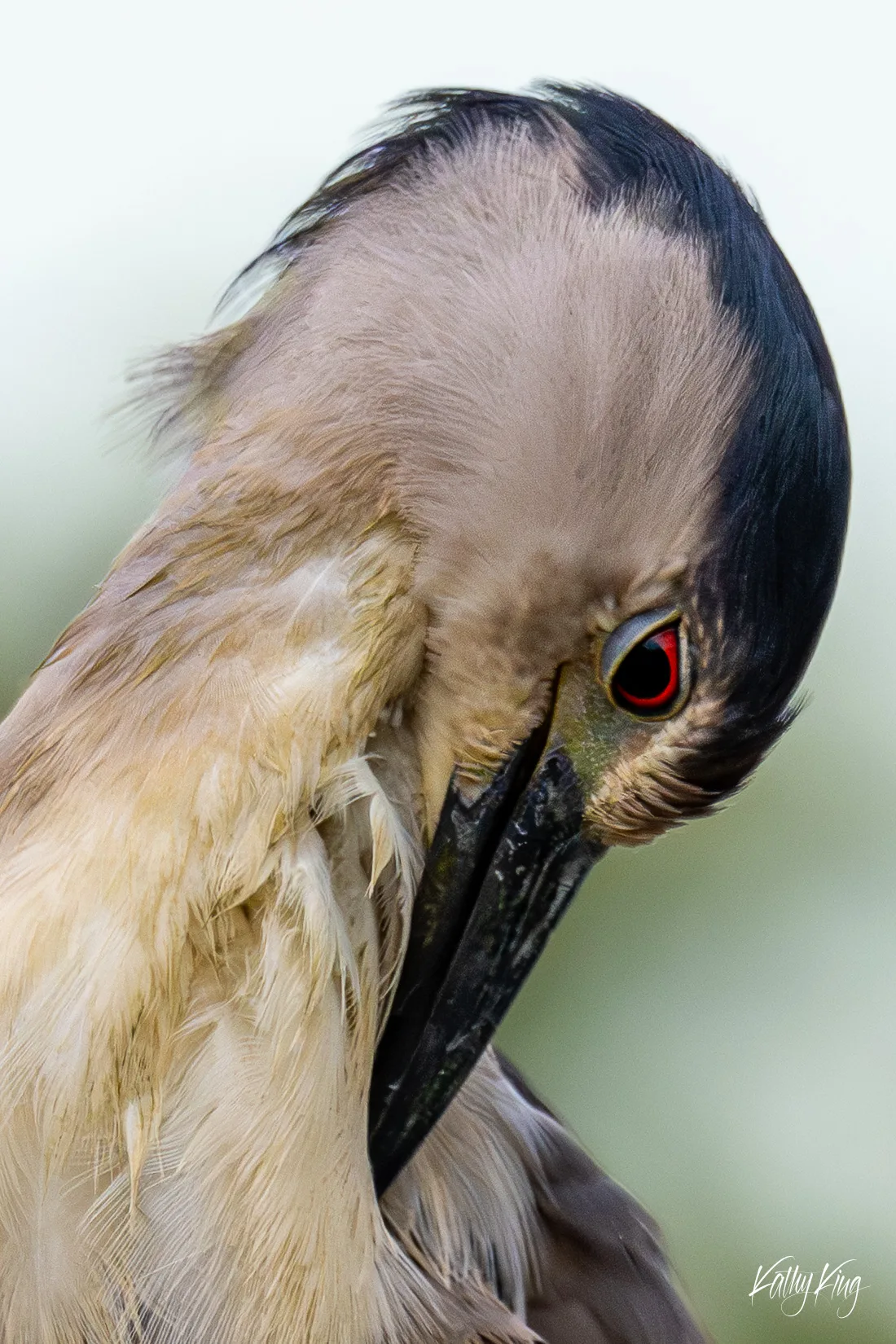 An extreme close-up portrait of a Black-crowned Night Heron with its head bowed, revealing its striking red eye, dark iridescent crown, and ruffled buff-toned plumage against a soft, pale green bokeh background. The bird's hunched posture and intense gaze convey a brooding, almost prehistoric stillness characteristic of this stocky wading species.