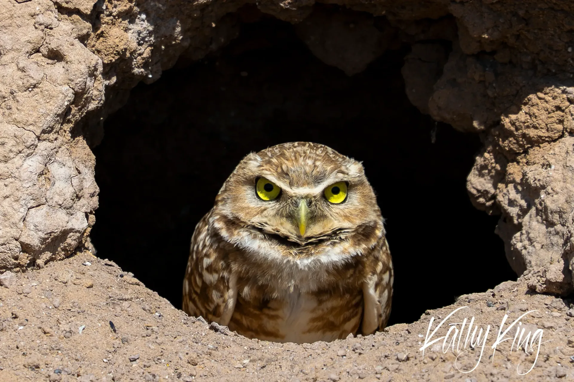 A burrowing owl with bright yellow eyes peers out from its earthen burrow in the desert, its brown and white speckled plumage blending with the sandy cave entrance. The small raptor appears alert and curious, perfectly framed by the circular opening of its underground home in the arid landscape.