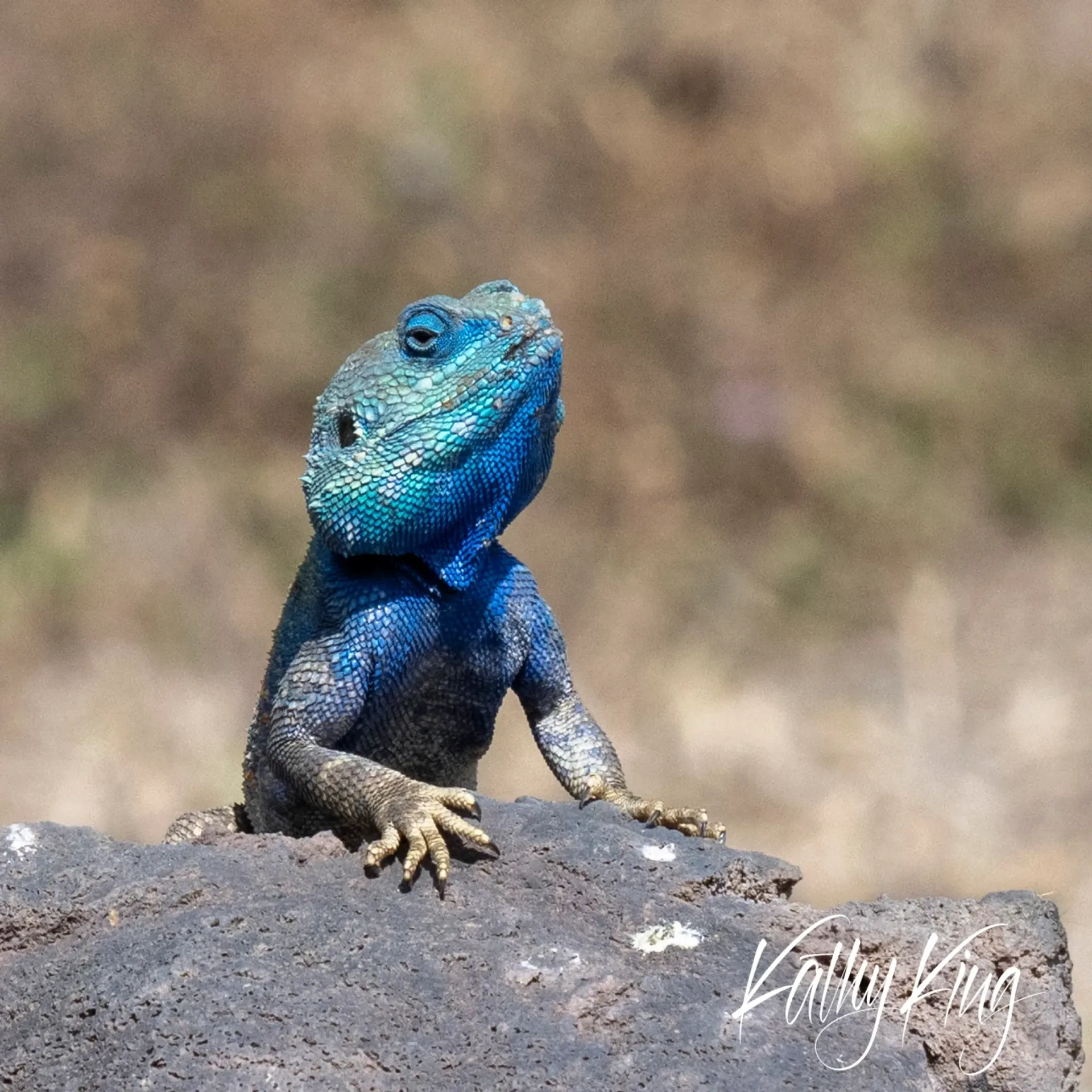 A vibrant blue-headed agama lizard perches regally on a weathered rock outcrop, its brilliant turquoise and cobalt scales gleaming in the warm African sunlight against a softly blurred desert landscape. The reptile's alert posture and upward gaze create a sense of dignified watchfulness in this arid habitat.
