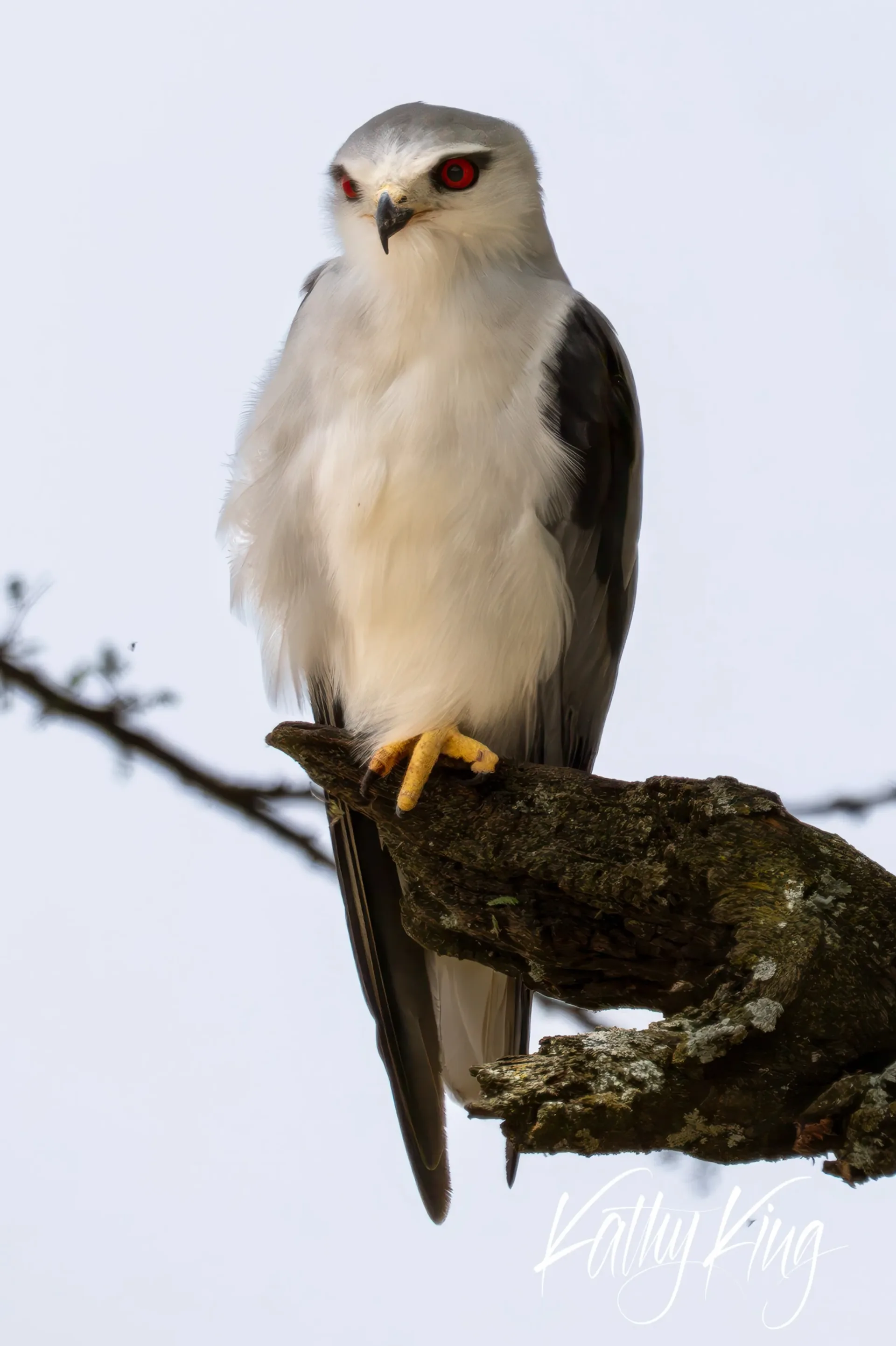A Black-shouldered Kite perches regally on a lichen-covered branch against an overcast African sky, its distinctive red eyes creating an intense, watchful expression. The raptor's pristine white chest feathers and gray wings are perfectly detailed in the soft natural lighting.