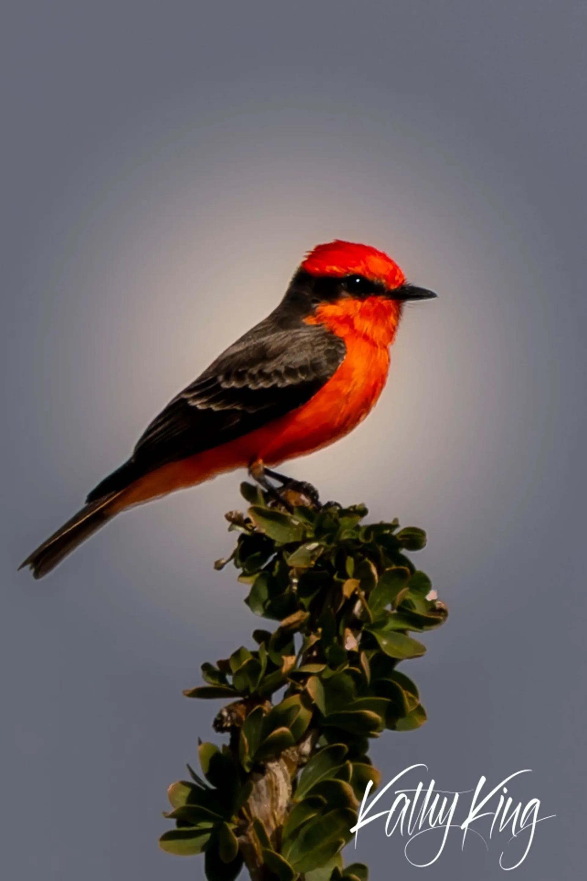 A vibrant male Vermilion Flycatcher perches atop desert vegetation, its brilliant red-orange plumage contrasting beautifully against dark wing markings and a soft, overcast sky. The bird's striking coloration is illuminated by gentle natural light, creating a luminous effect against the muted gray background typical of desert landscapes.
