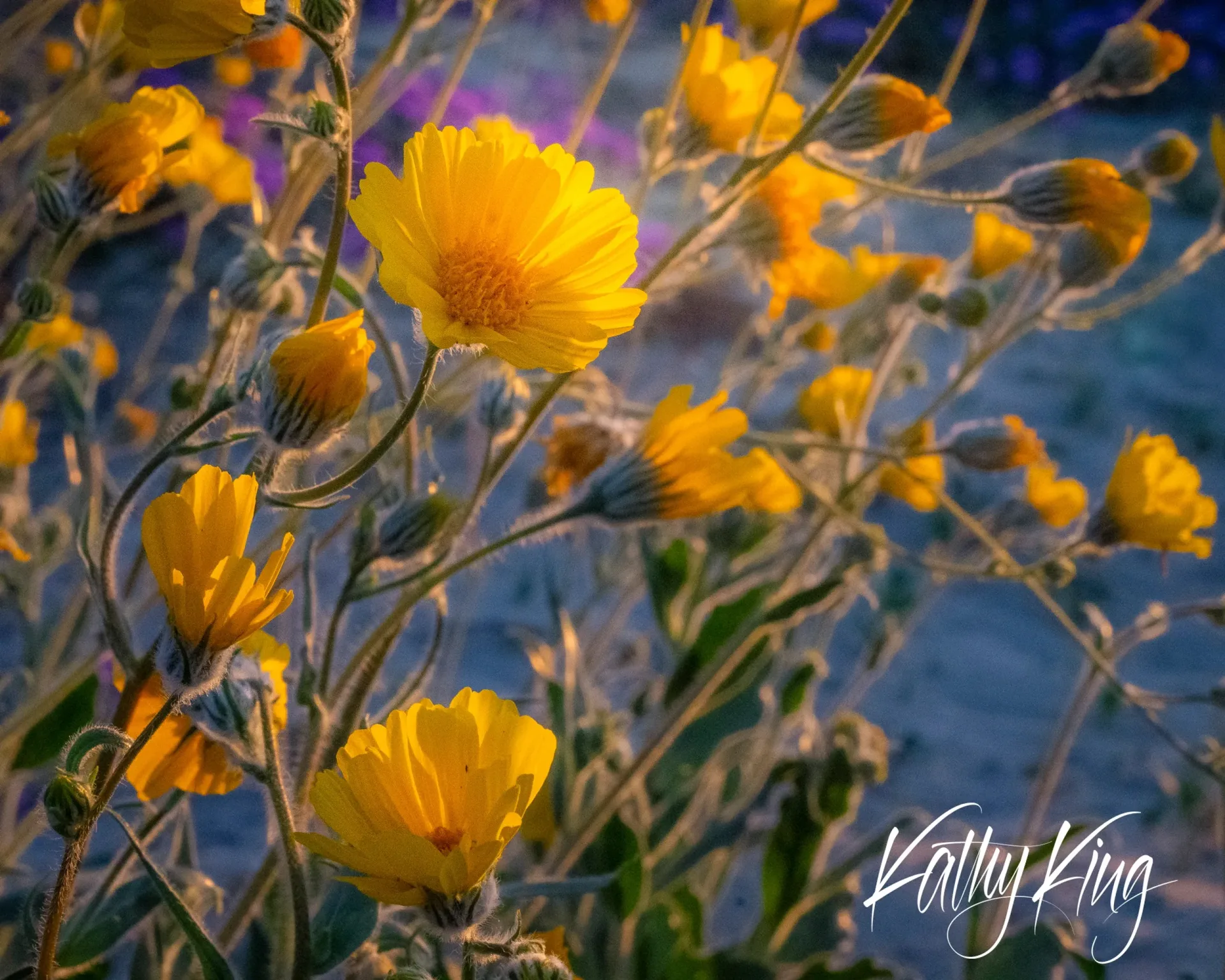 Vibrant yellow desert poppies bloom among delicate stems and branches, illuminated by warm golden light against a soft blue sky backdrop. The California desert wildflowers display their papery petals in full bloom, creating a dreamy, ethereal scene with shallow depth of field.