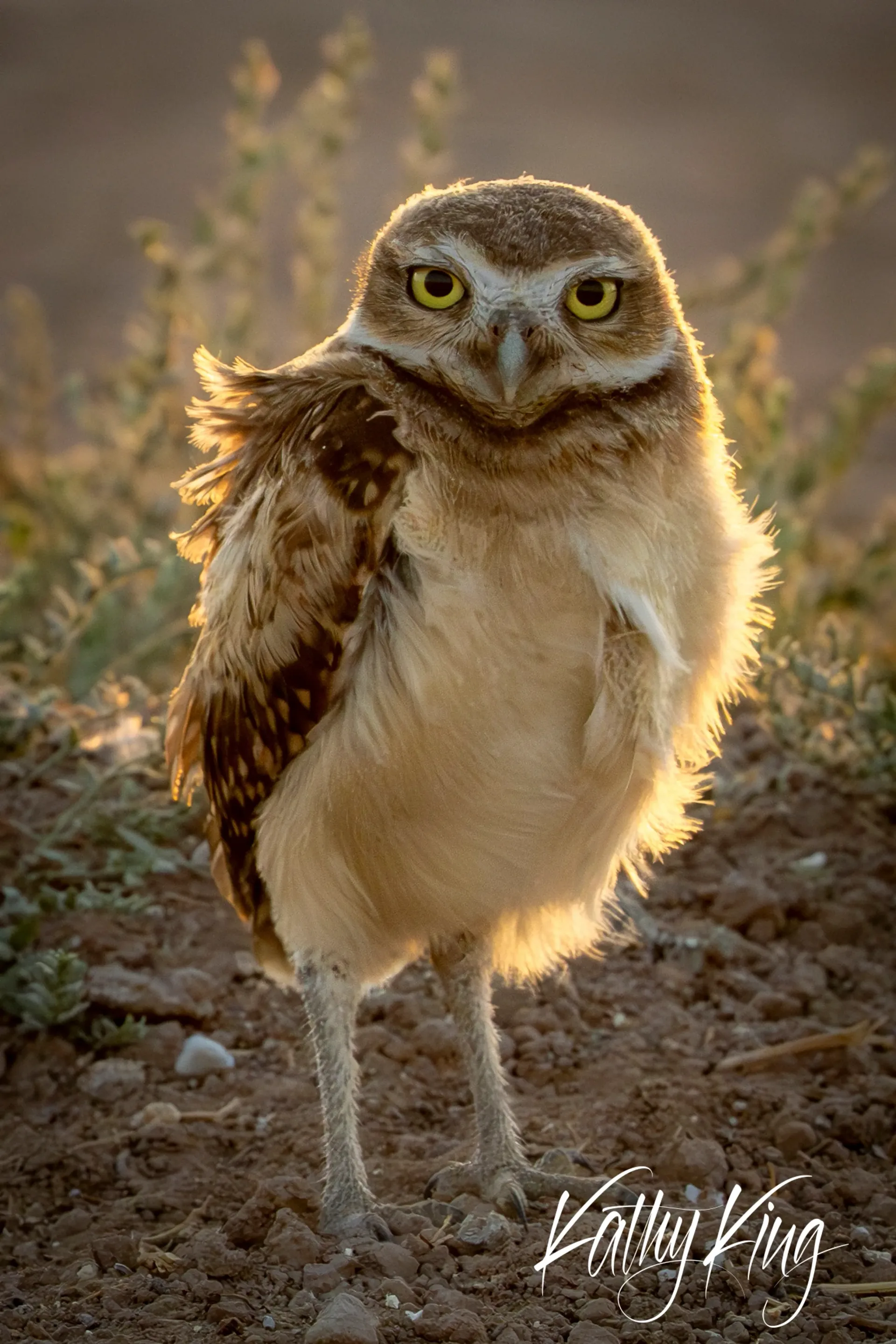 A burrowing owl stands alert on sandy desert ground, its bright yellow eyes gazing directly at the camera as warm golden light from the setting sun illuminates its brown and white plumage. The small raptor is photographed in its natural arid habitat with sparse desert vegetation visible in the soft-focused background.