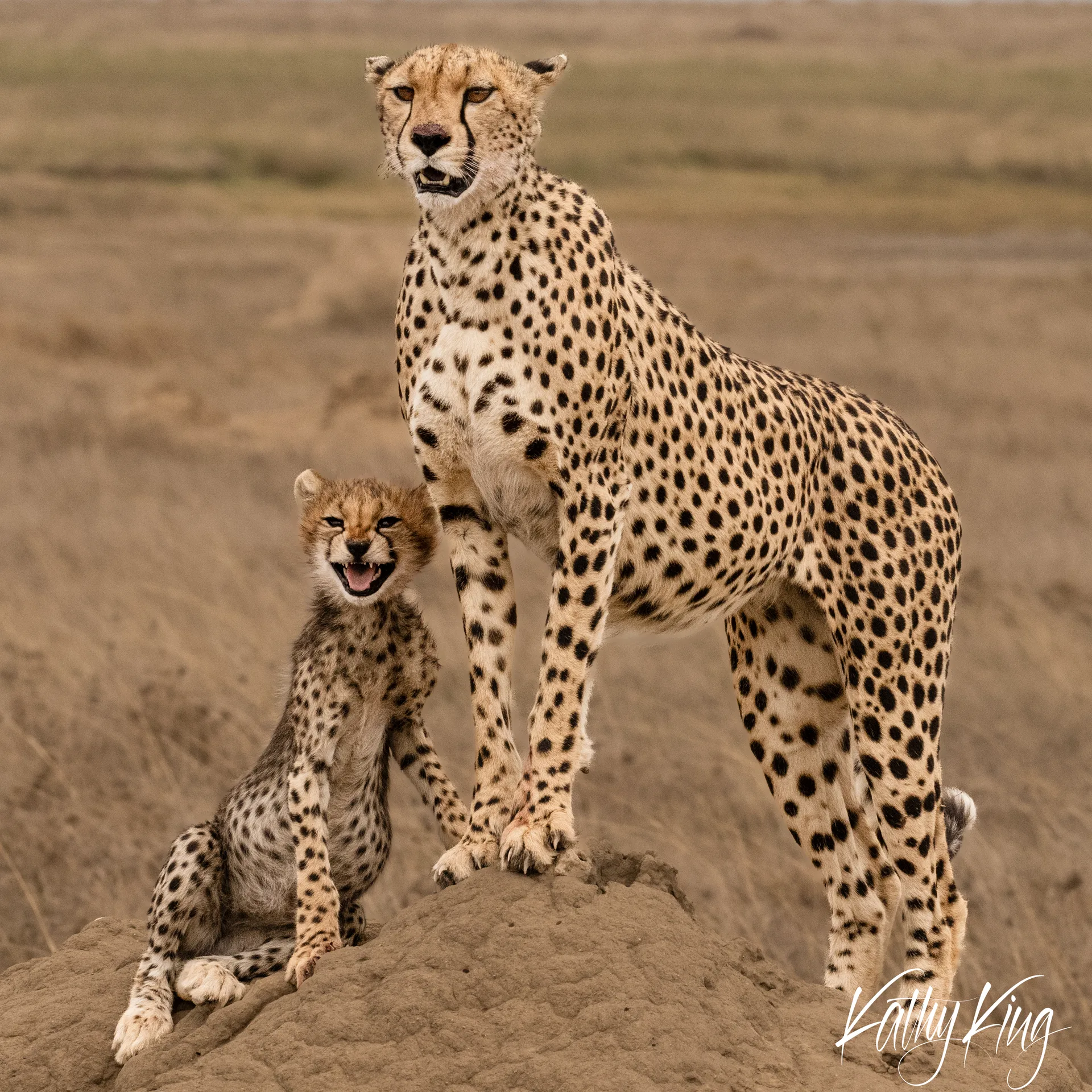A cheetah mother sits protectively beside her young cub on the golden savanna grasslands. The adult cheetah maintains an alert, dignified posture while the small cub appears to be vocalizing, both displaying the distinctive spotted coat pattern of their species against the warm, blurred background of African plains.