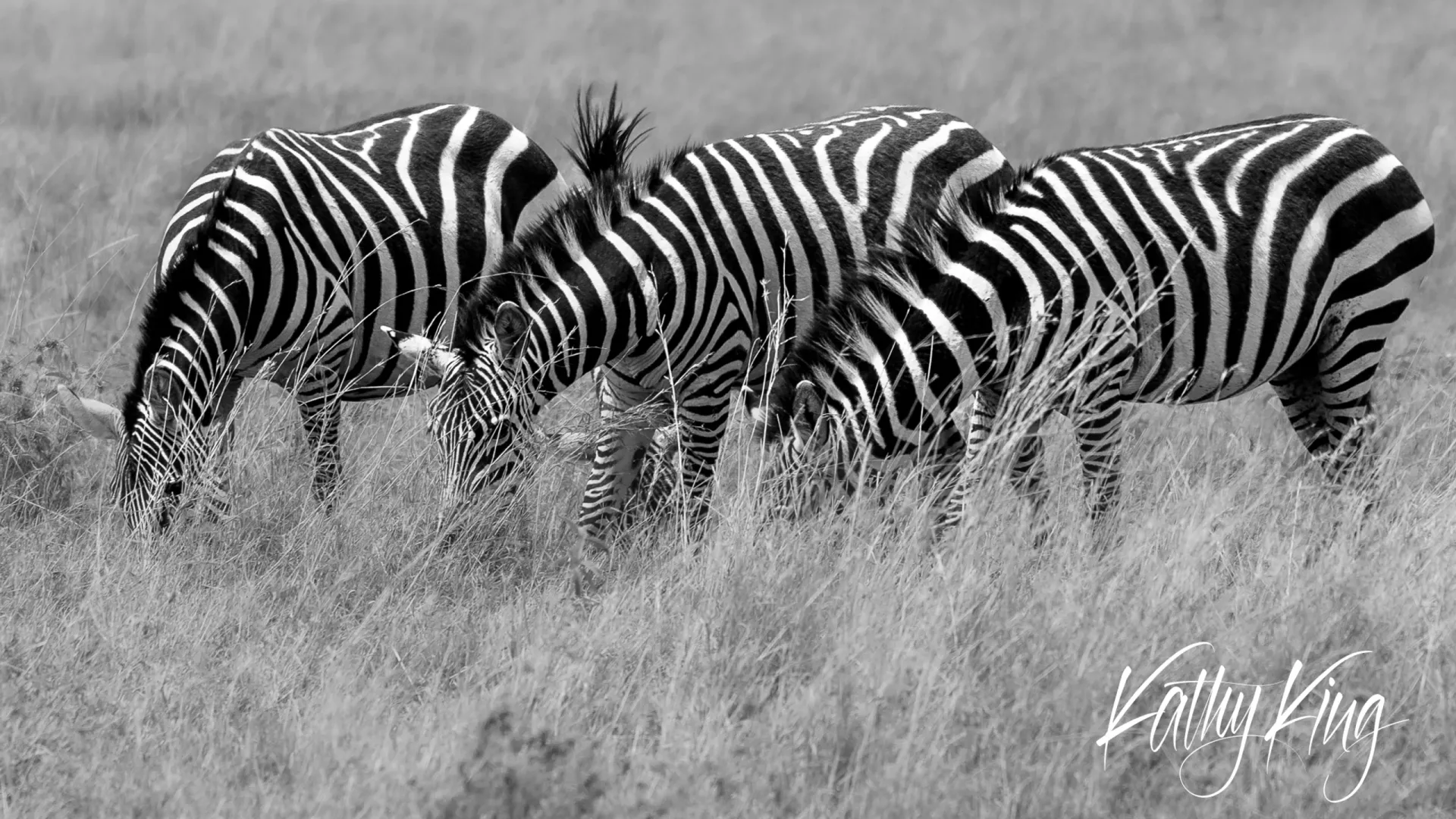 Three plains zebras graze peacefully in golden savanna grassland, their distinctive black and white striped patterns creating a striking monochromatic composition. The intimate scene captures the animals feeding with heads lowered in the soft, natural lighting of the African wilderness.
