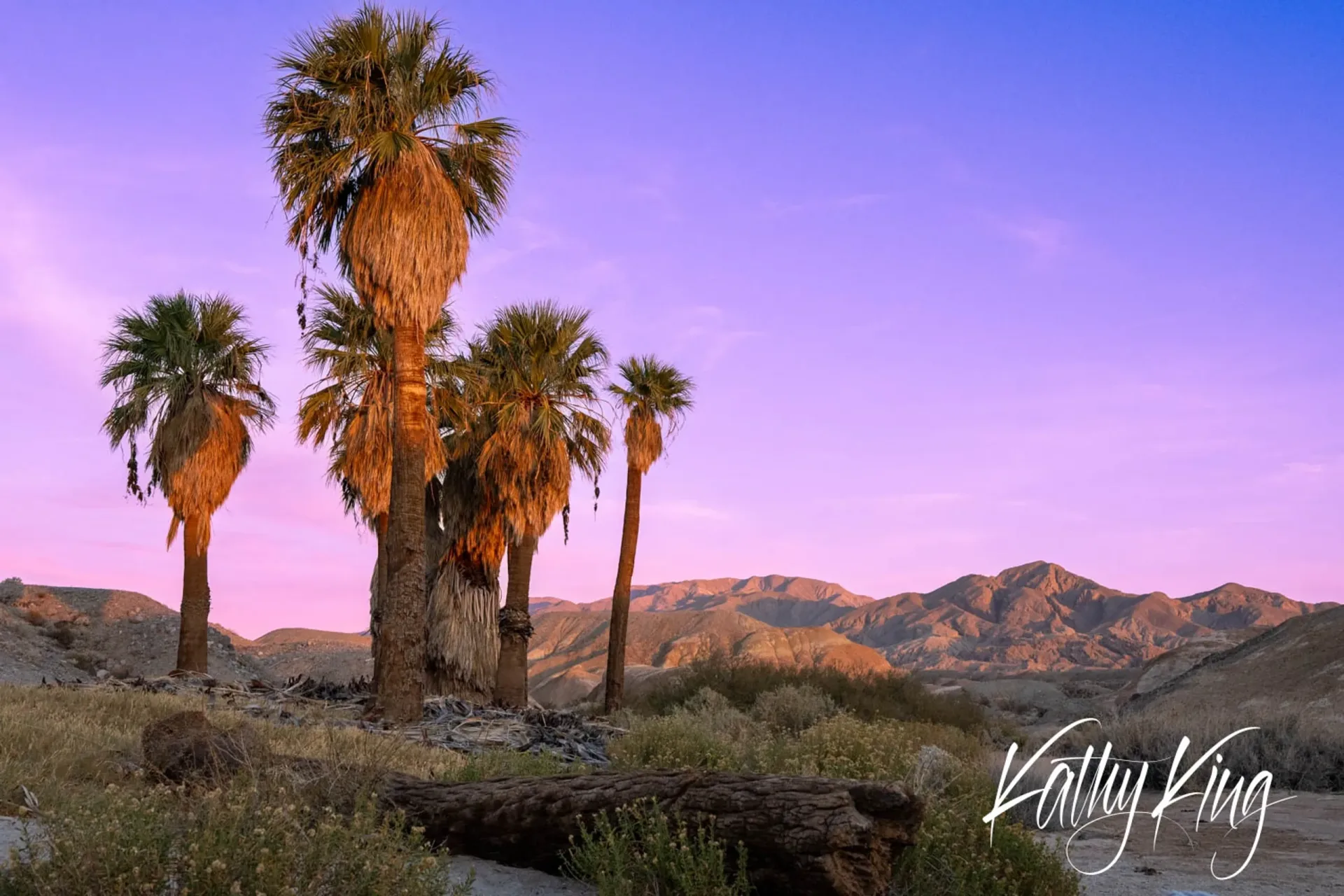 A grove of California fan palms stands majestically in the California desert as the sky transforms into brilliant shades of purple and pink during twilight. The dramatic lighting illuminates the palm fronds in golden hues against the backdrop of rugged desert mountains, creating a serene and mystical desert landscape scene.