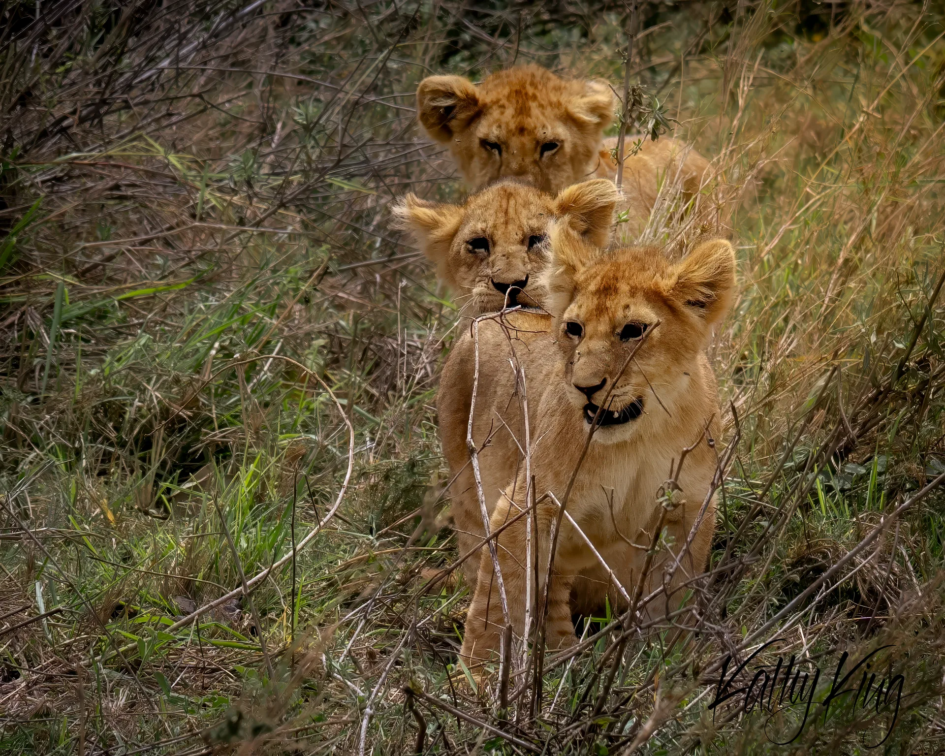 Three lion cubs sit alert among tall golden grass and scattered branches in an African savanna. The young lions display golden-brown coats with darker ear tips, positioned at different heights creating a natural composition in the dappled morning light.