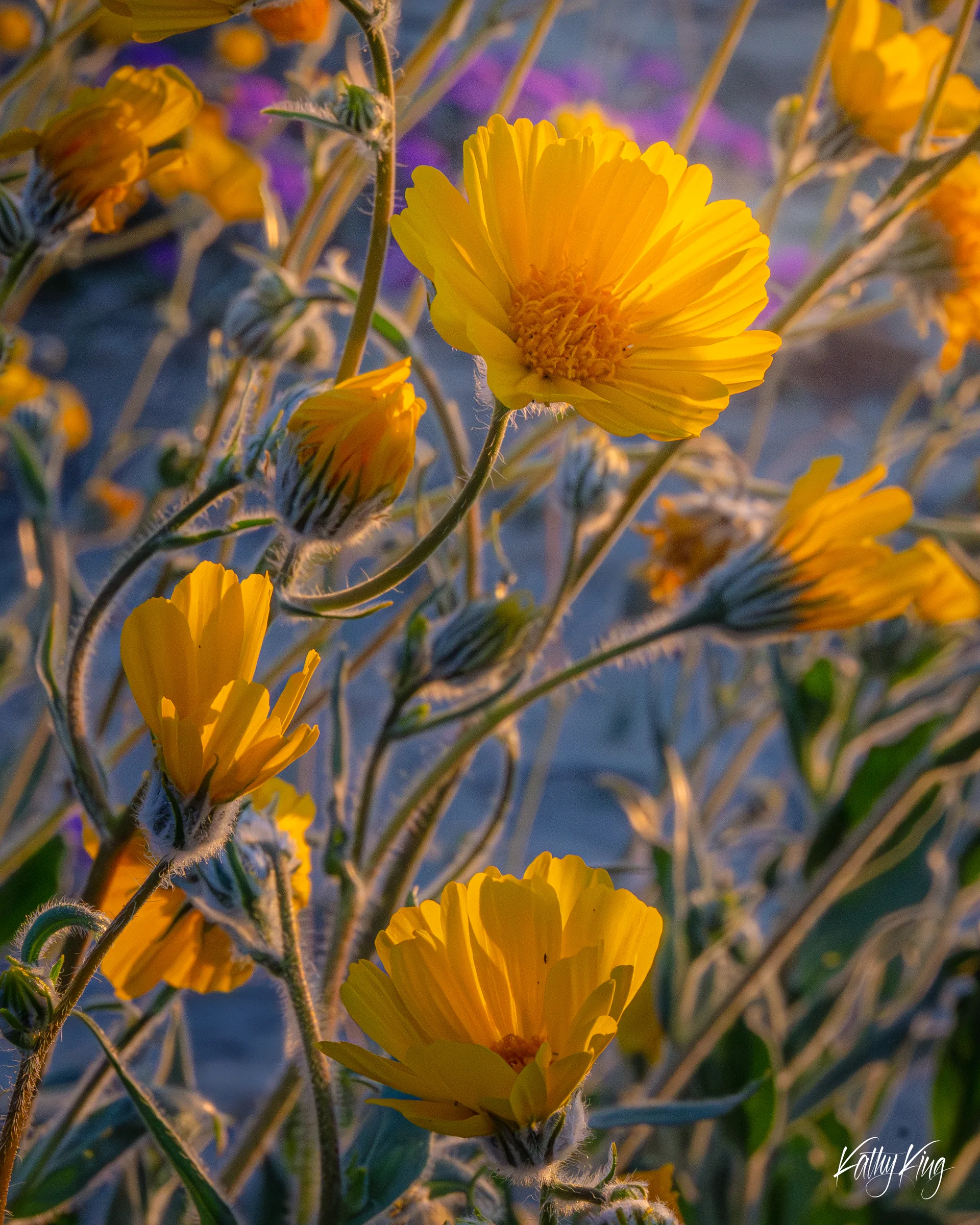 Vibrant yellow desert sunflowers (Geraea canescens) glow in warm golden-hour light against a soft-focus backdrop of purple wildflowers, their fuzzy stems and unopened buds reaching upward in a classic desert superbloom display, likely in California's Anza-Borrego Desert or Death Valley.