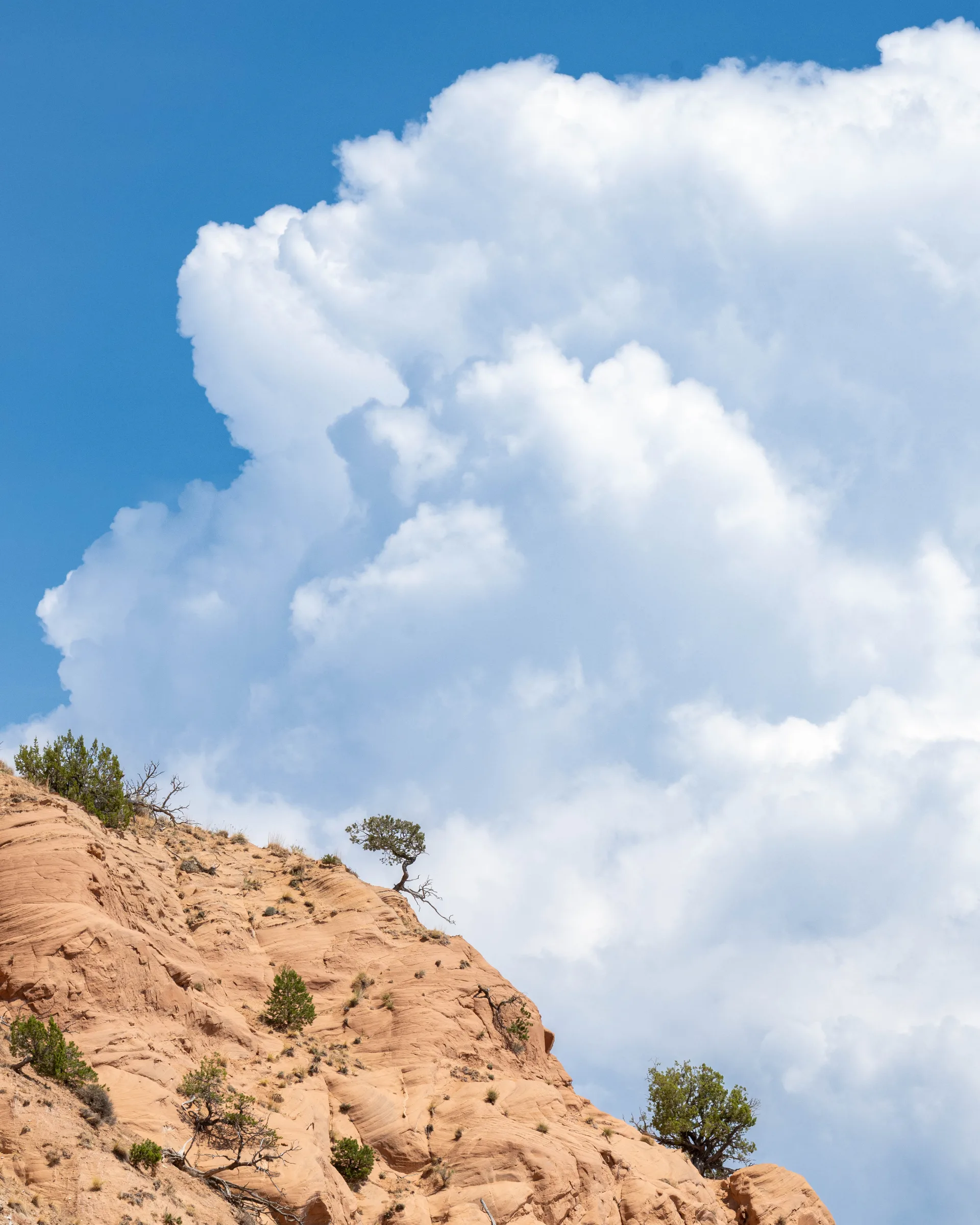 A solitary juniper tree clings to the ridgeline of layered sandstone cliffs in the New Mexico desert outside of Abiquiu, silhouetted against a dramatic billowing cumulus cloud in a vivid blue sky, evoking resilience and desert solitude.