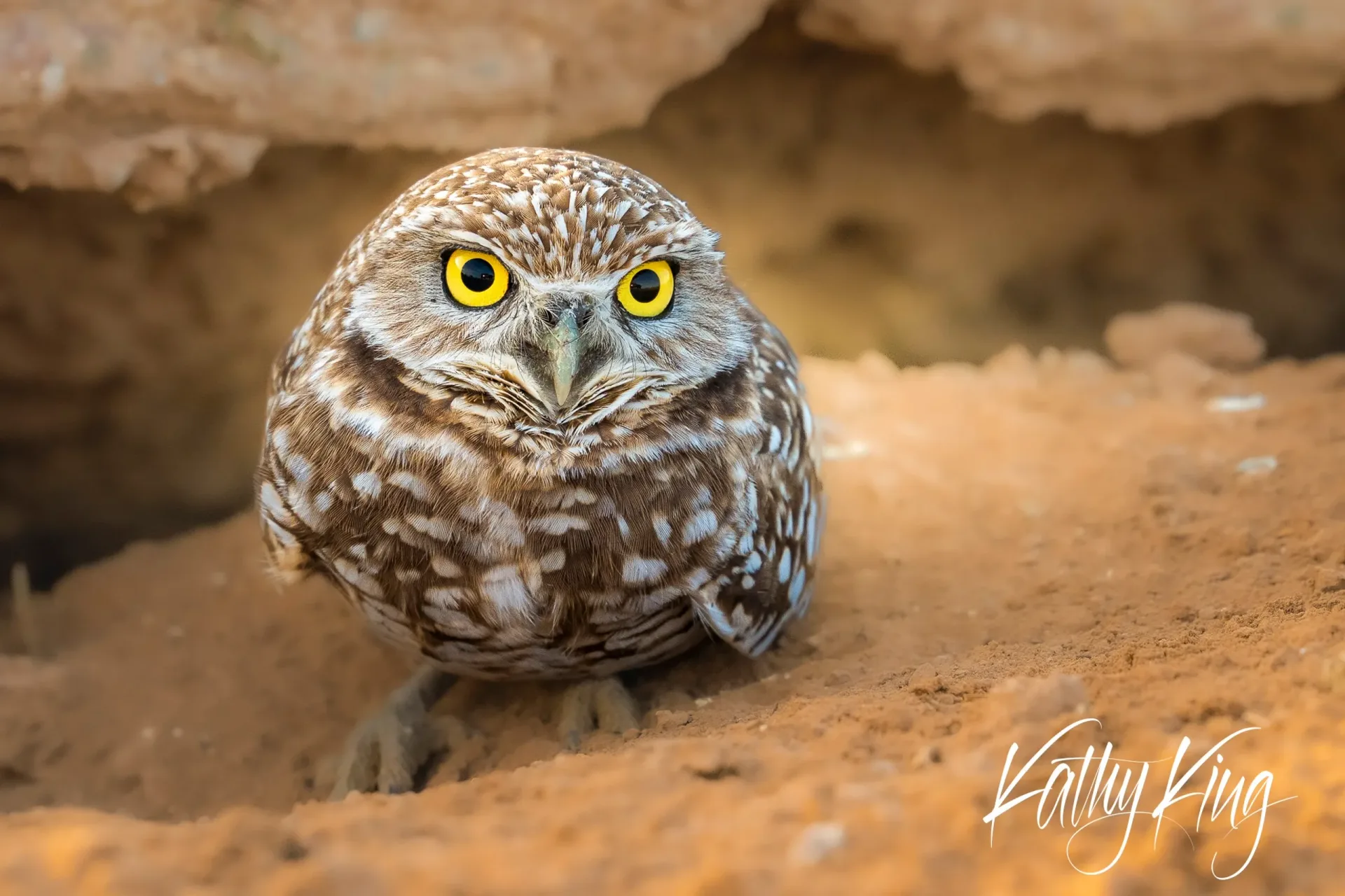 A burrowing owl sits alert on sandy desert ground, its bright yellow eyes and compact brown and white speckled plumage clearly visible against the warm, earthy tones of its arid habitat. The soft natural lighting illuminates the owl's distinctive facial disc and creates a gentle, contemplative mood in this intimate wildlife portrait.