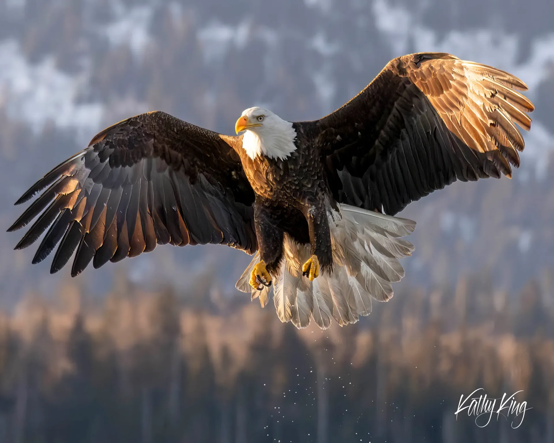 A magnificent bald eagle flies with wings fully extended against a soft, blurred mountain backdrop during golden hour lighting. The adult eagle displays its distinctive white head and tail feathers contrasting with dark brown wing and body plumage as it soars through the crisp morning air.