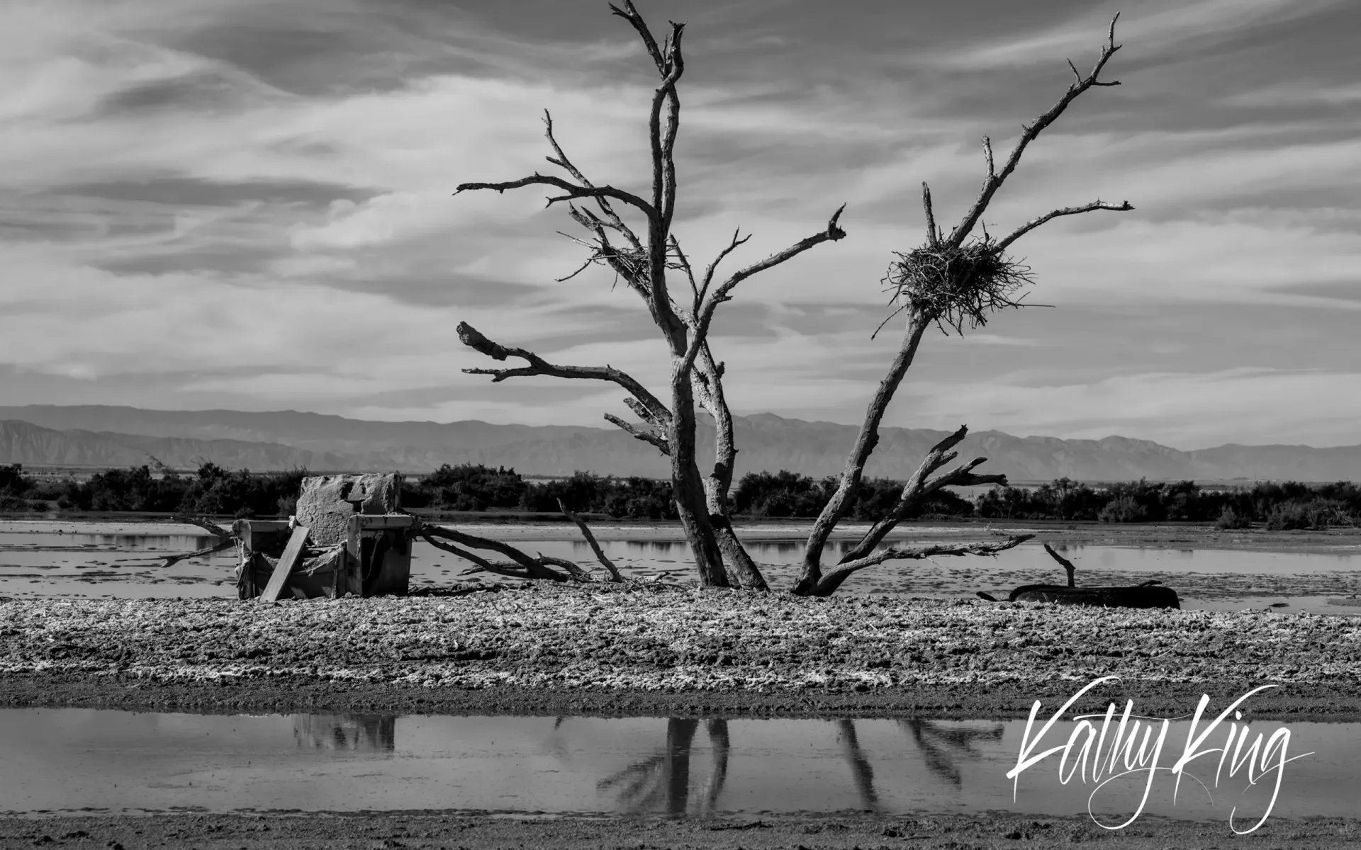 Two leafless trees stand as stark silhouettes beside a shallow pool of water in an arid landscape, their bare branches creating dramatic reflections on the water's surface. The black and white composition emphasizes the desolate beauty of what appears to be a dried riverbed or seasonal wetland, with scattered driftwood and a moody, cloud-streaked sky overhead.