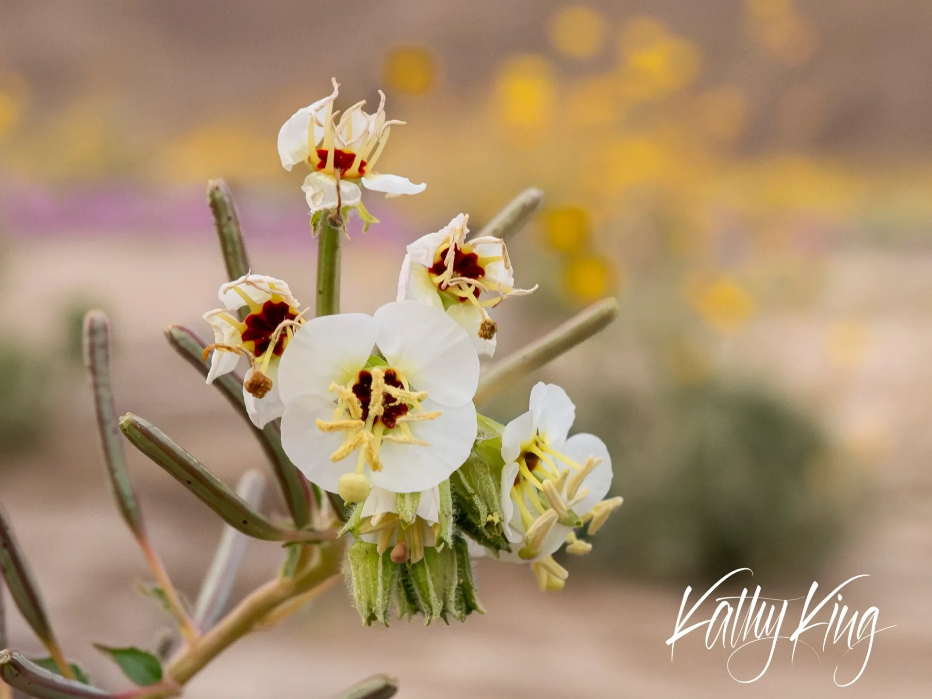 Delicate white wildflowers with dark burgundy centers bloom on slender green stems, photographed against a soft, golden bokeh background. The small desert flowers display intricate details with yellow stamens and pristine white petals, creating an intimate botanical study in warm, diffused natural light.