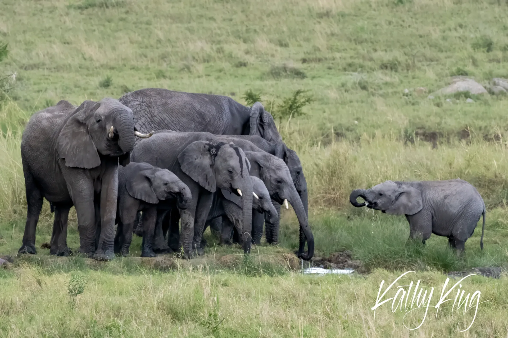 A young African elephant calf approaches its family herd gathered at a watering hole in the African savanna. The intimate scene shows the protective family group clustered together while the small calf ventures nearby through the golden grassland under soft natural light.