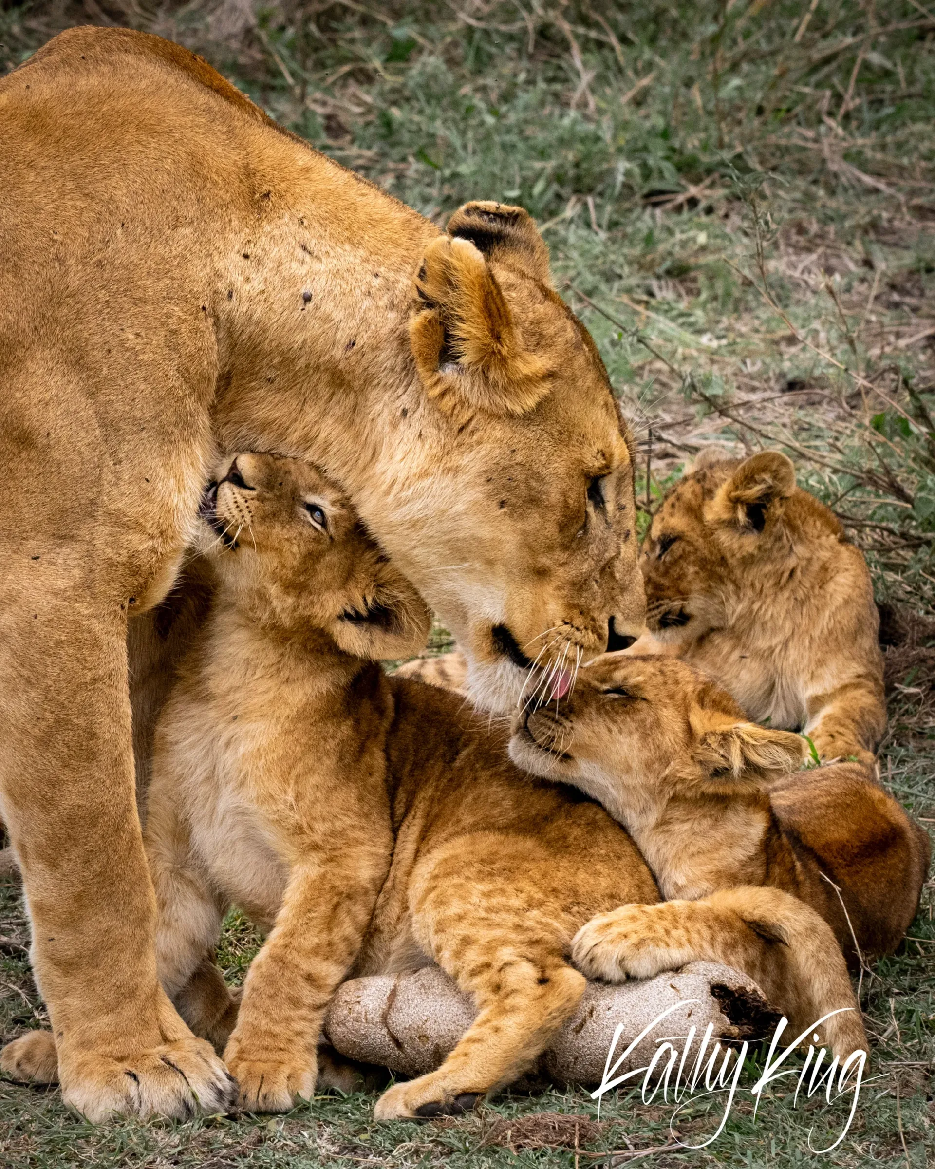 A lioness gently nuzzles and grooms her young cubs in the golden morning light of the African savanna. The intimate family moment shows the mother lion caring for two small cubs who are nestled against her, surrounded by dry grass and scattered vegetation typical of East African grasslands.