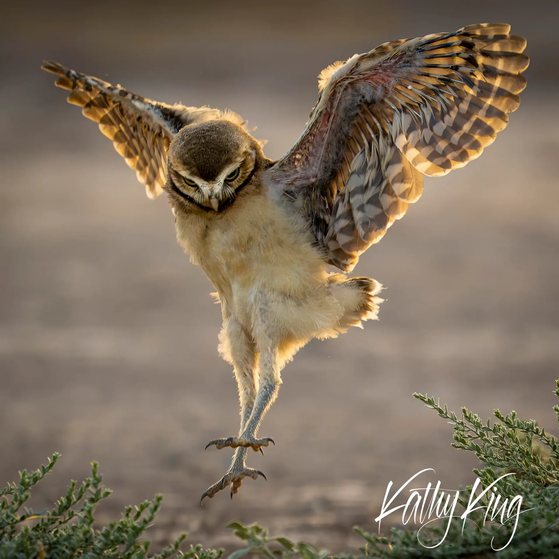 A burrowing owl spreads its intricately patterned wings while perched on desert vegetation, backlit by golden evening light that illuminates the detailed feather patterns and creates a warm glow against the soft, blurred desert landscape. The small raptor appears to be stretching or displaying its wings in the California desert habitat.